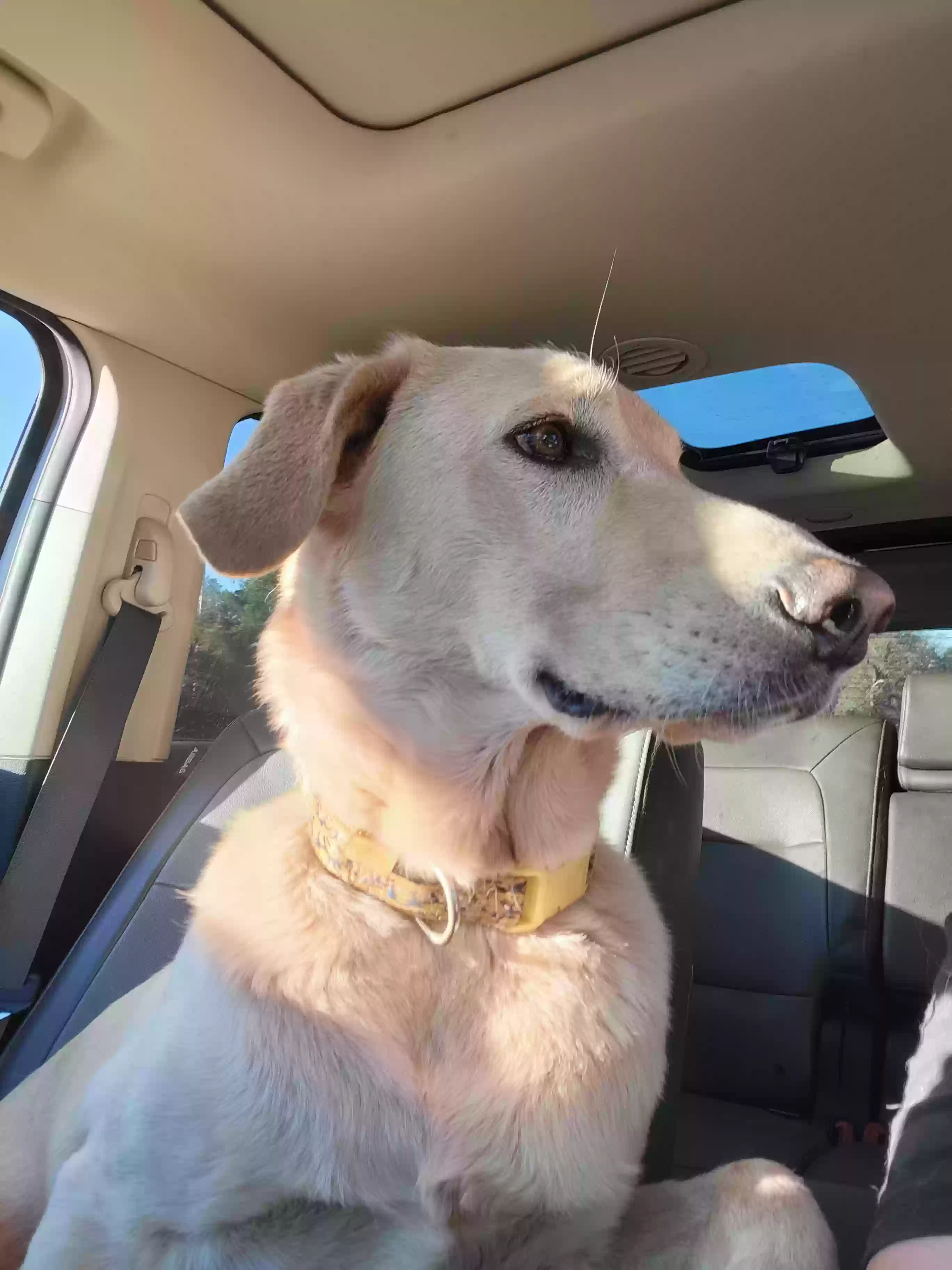 adoptable Dog in Hidden Valley Lake,CA named Fynnlee