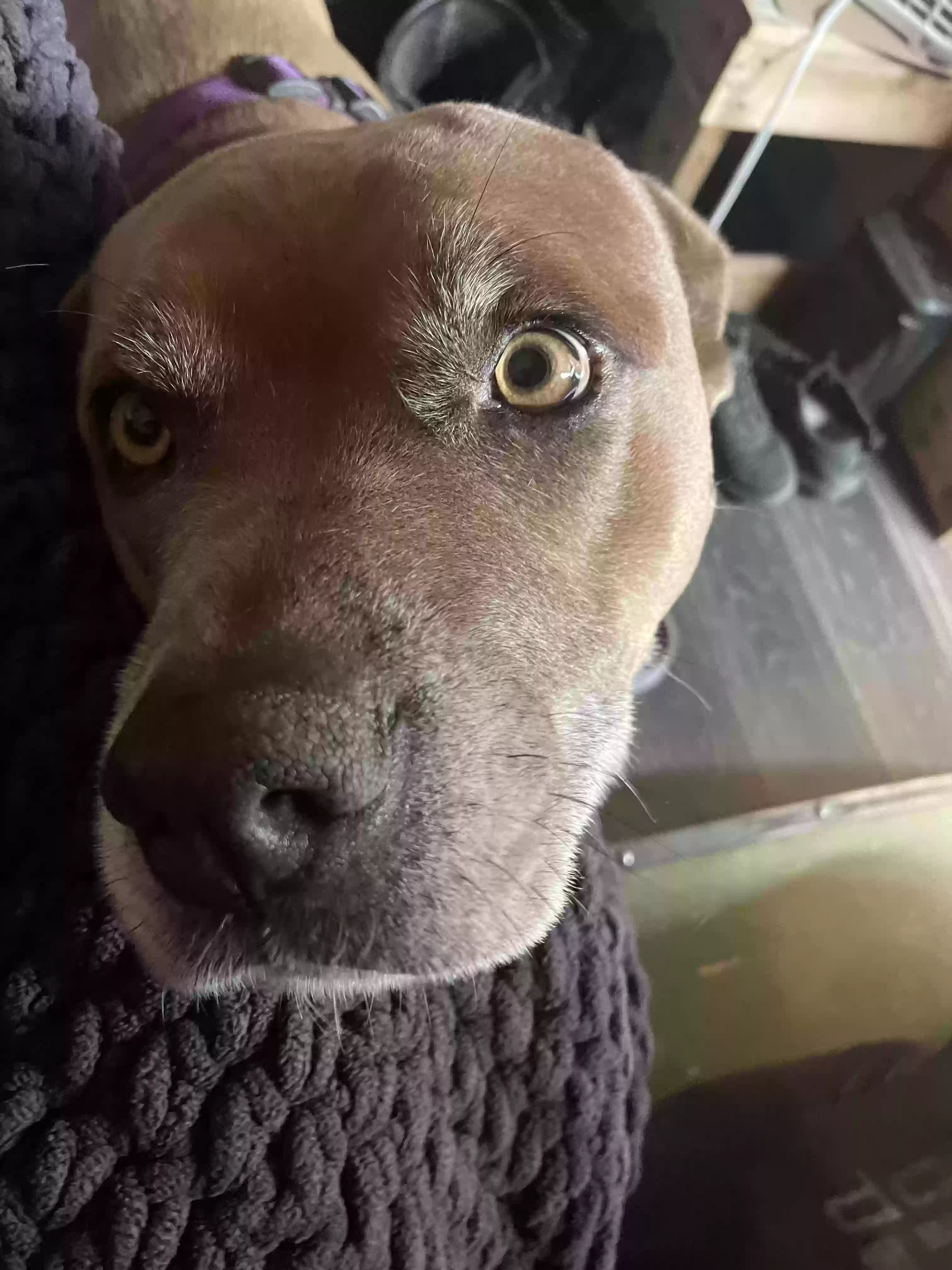 adoptable Dog in Tenino,WA named Nala
