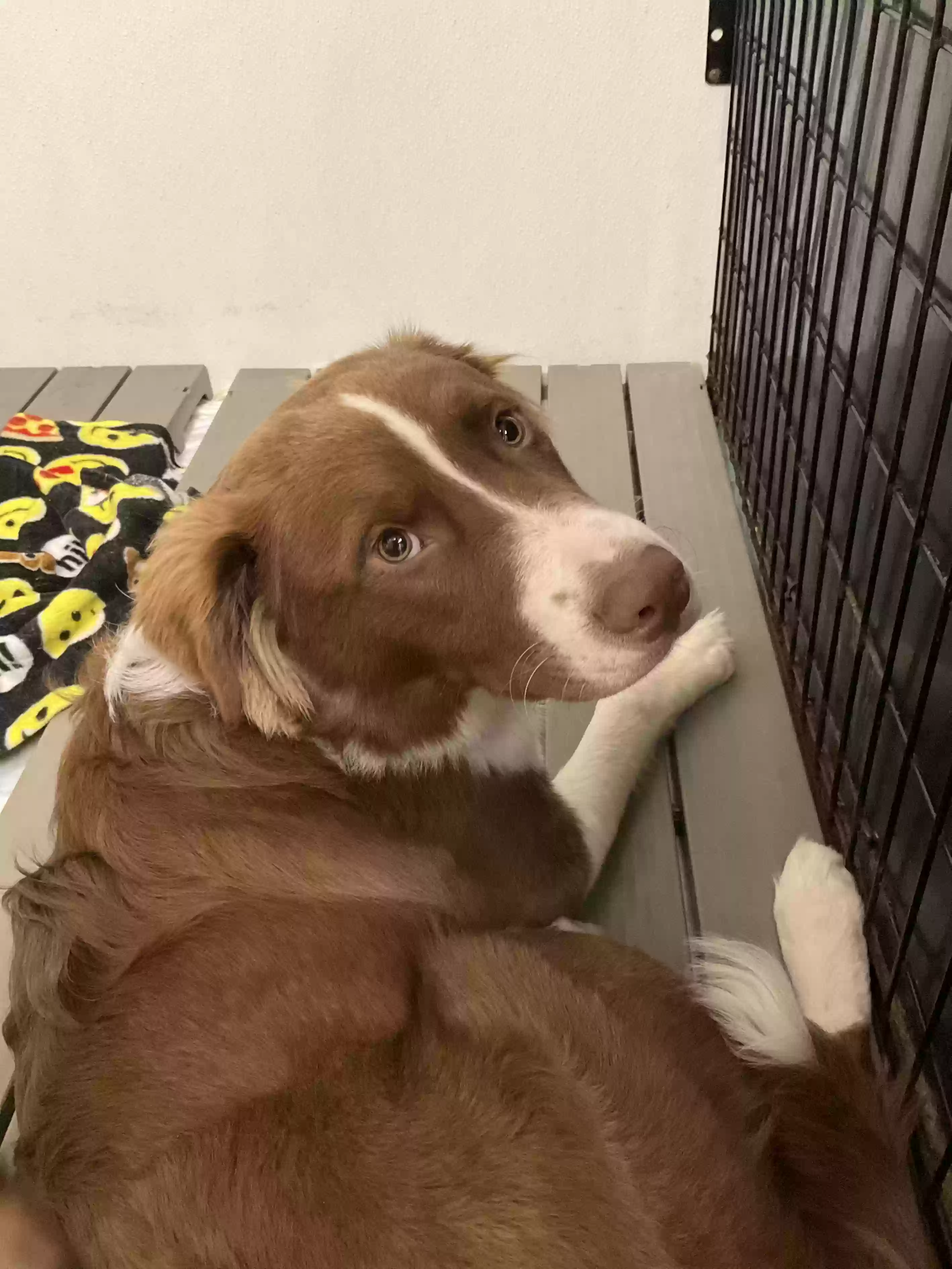 adoptable Dog in Denver,CO named Ollie