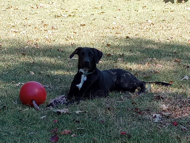 adoptable Dog in Hillsborough,NC named Franklin