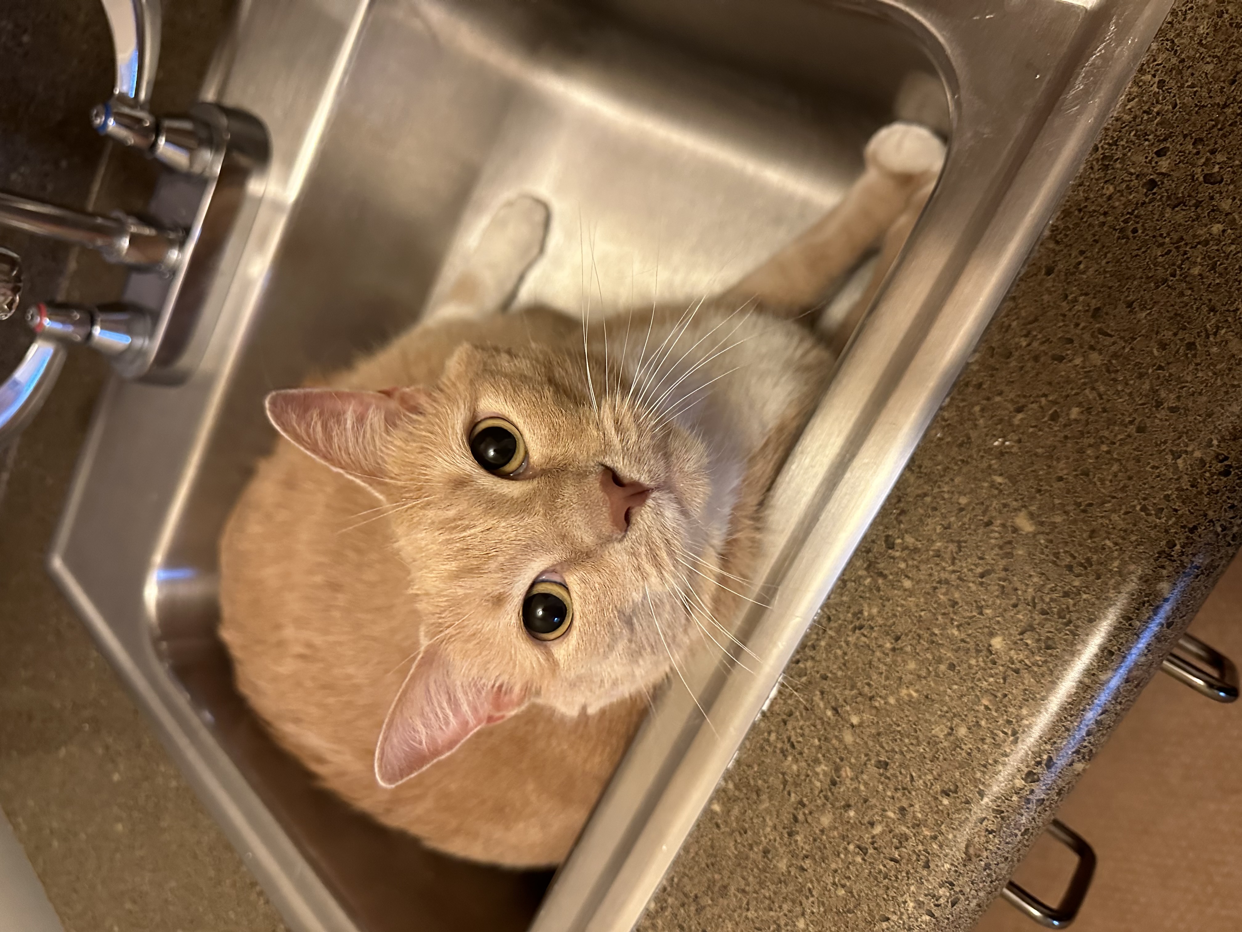 adoptable Cat in Duluth,GA named Rusty