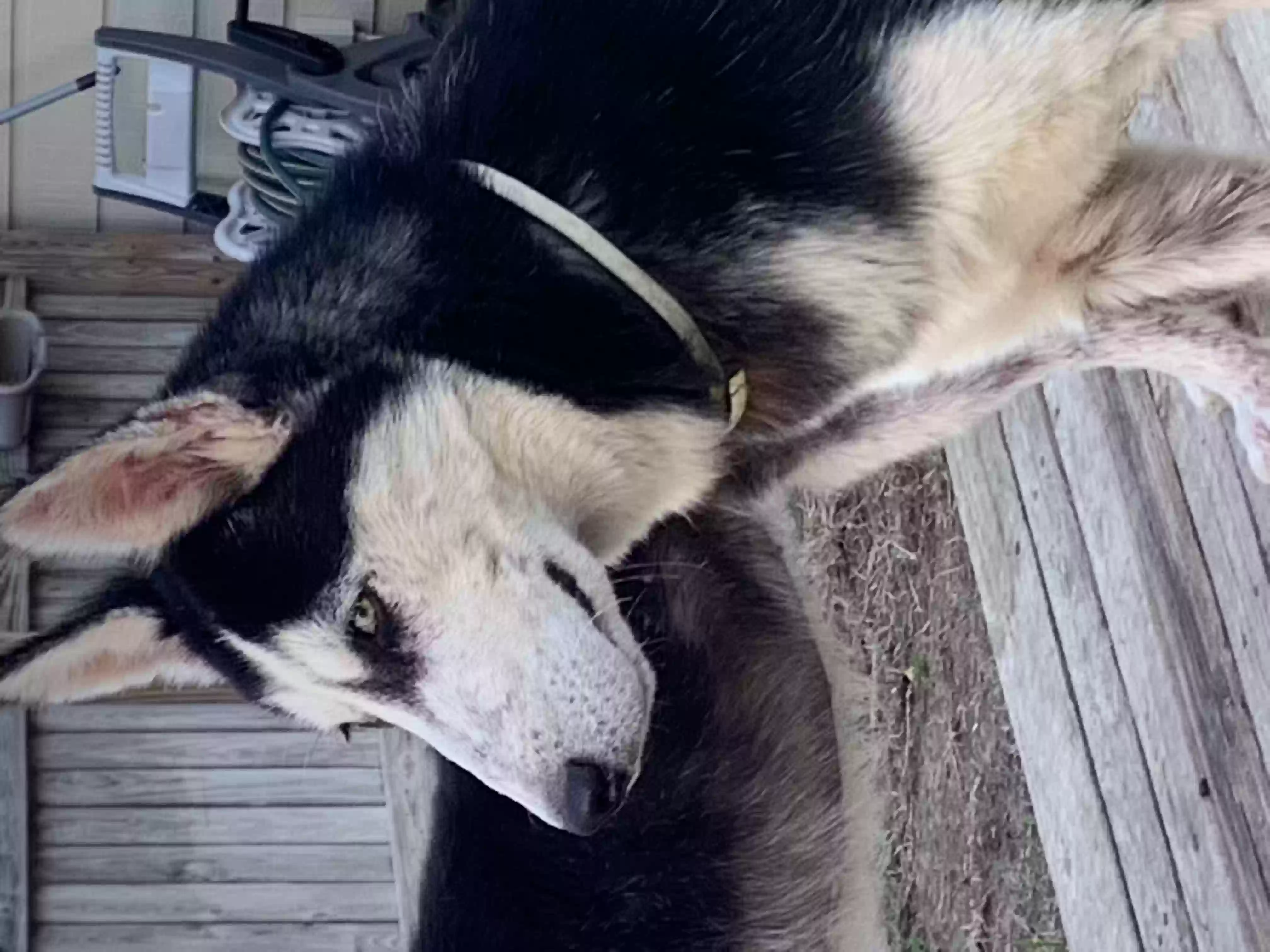 adoptable Dog in Cypress,TX named Romeo
