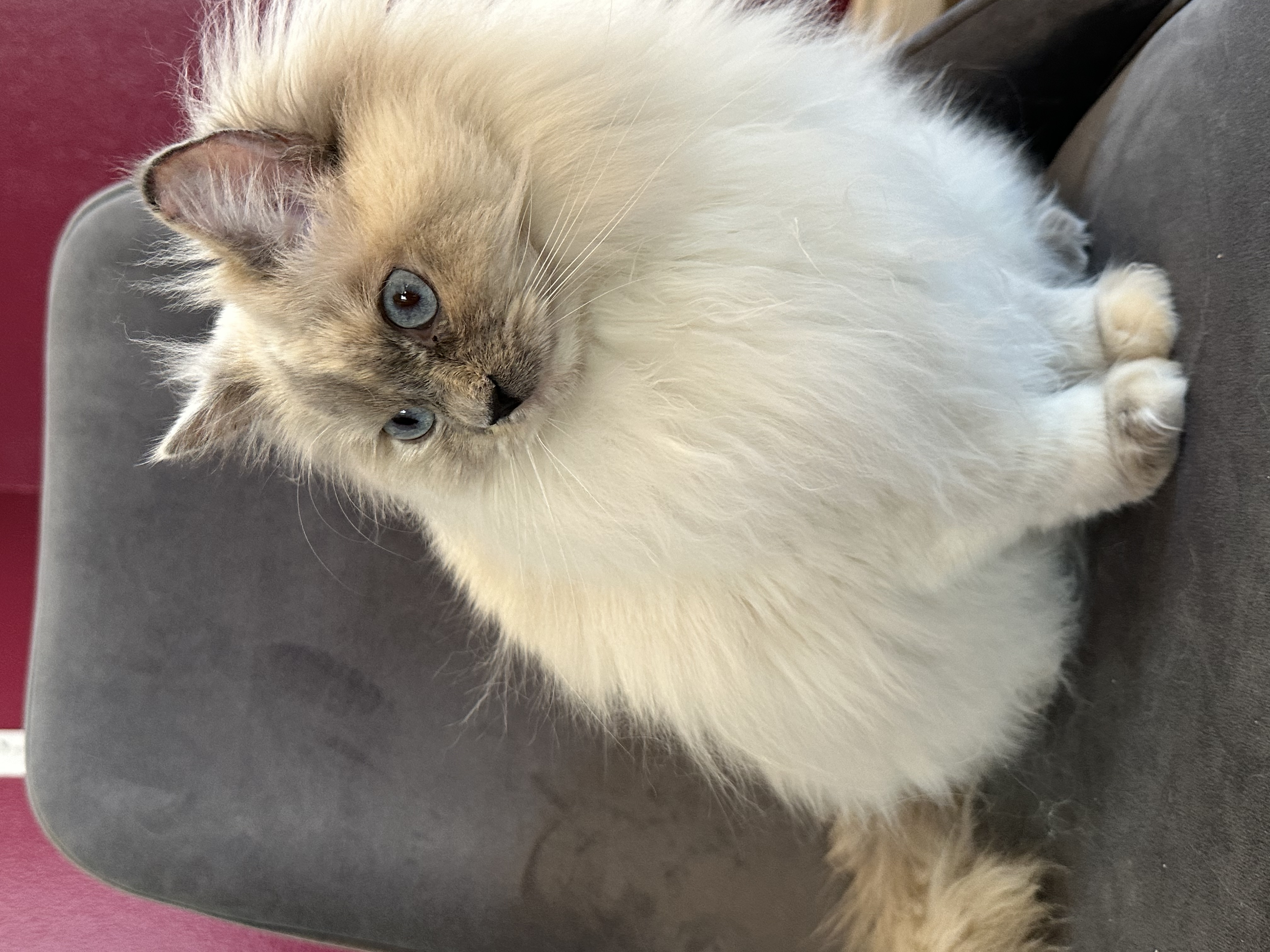 adoptable Cat in Las Vegas,NV named Bluebell