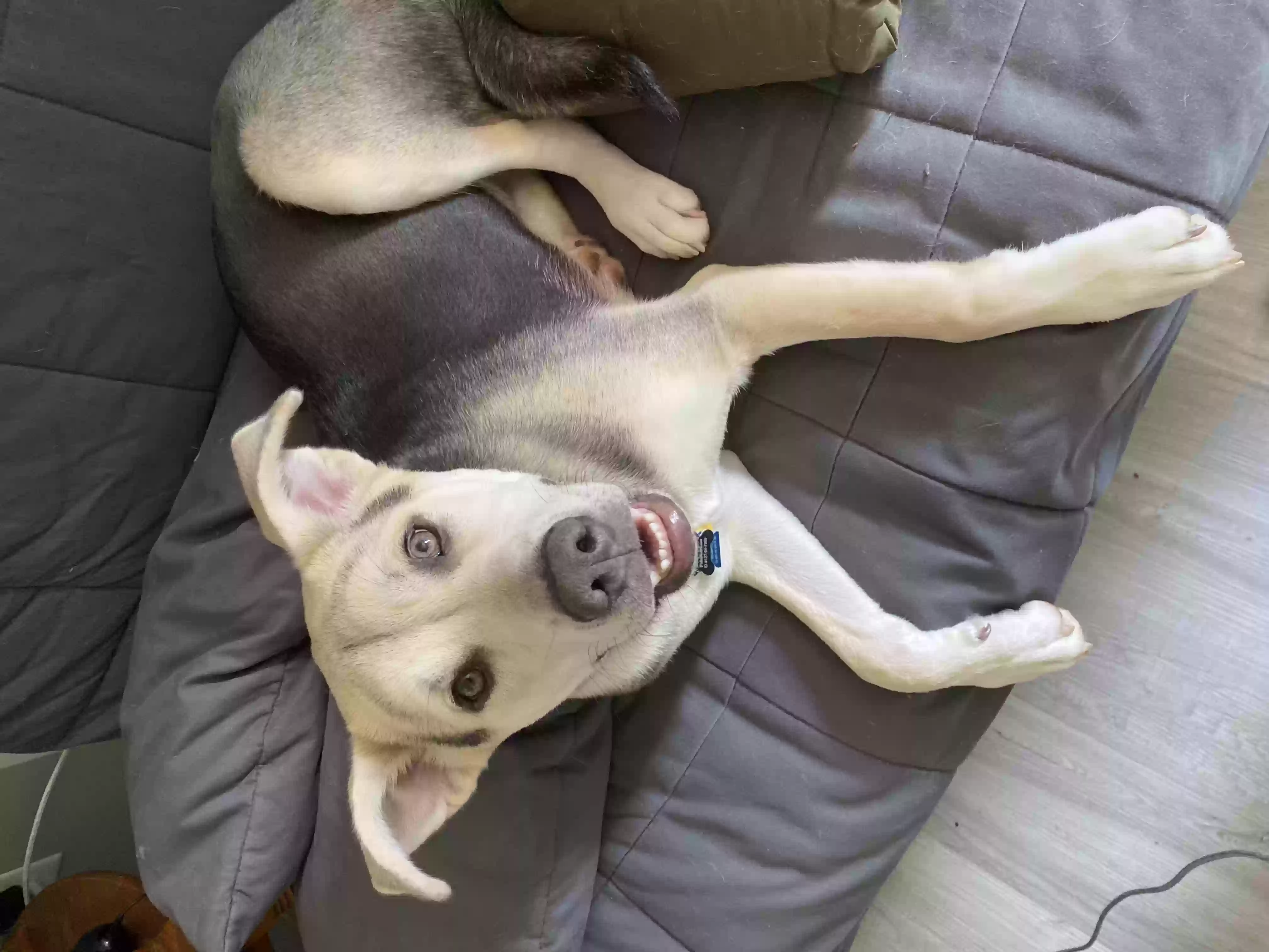 adoptable Dog in Covington,LA named Bleu bear