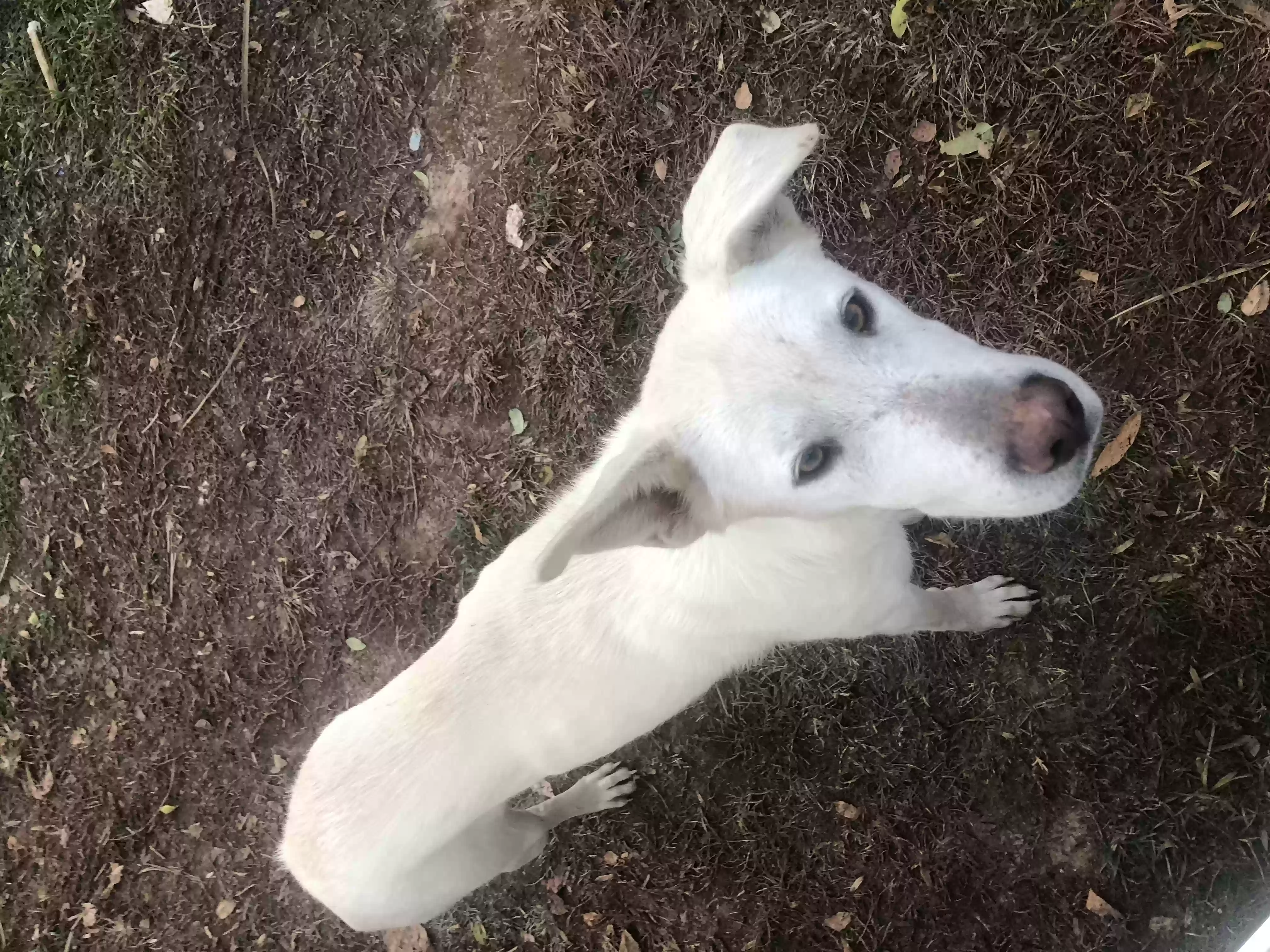 adoptable Dog in Ronda,NC named Bonnie and Ivy