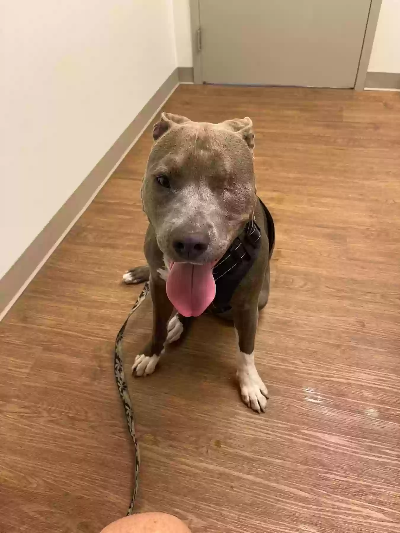 Indiana Craigslist Pets - 9u6tfi2