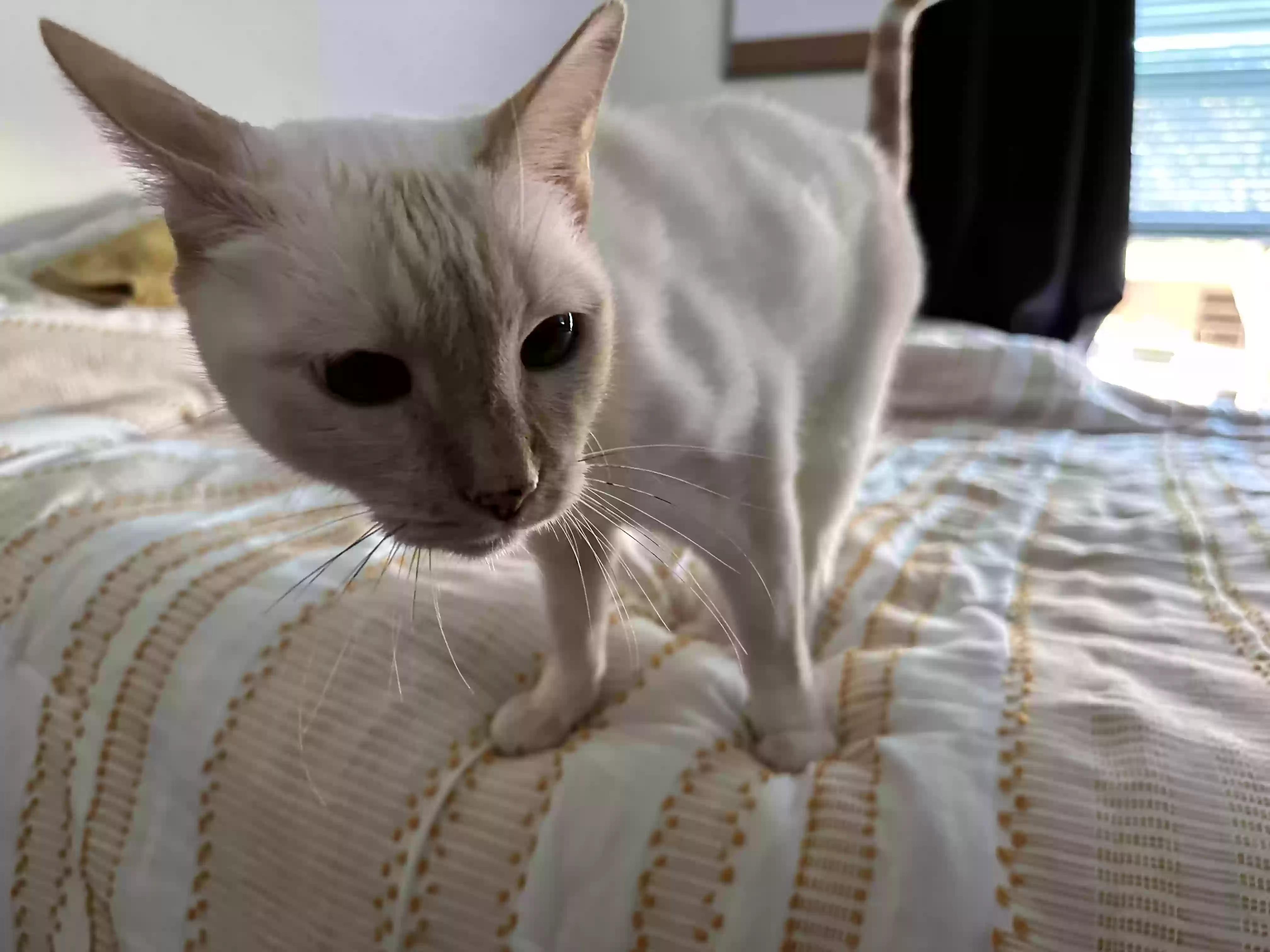 adoptable Cat in Corona,CA named Koda