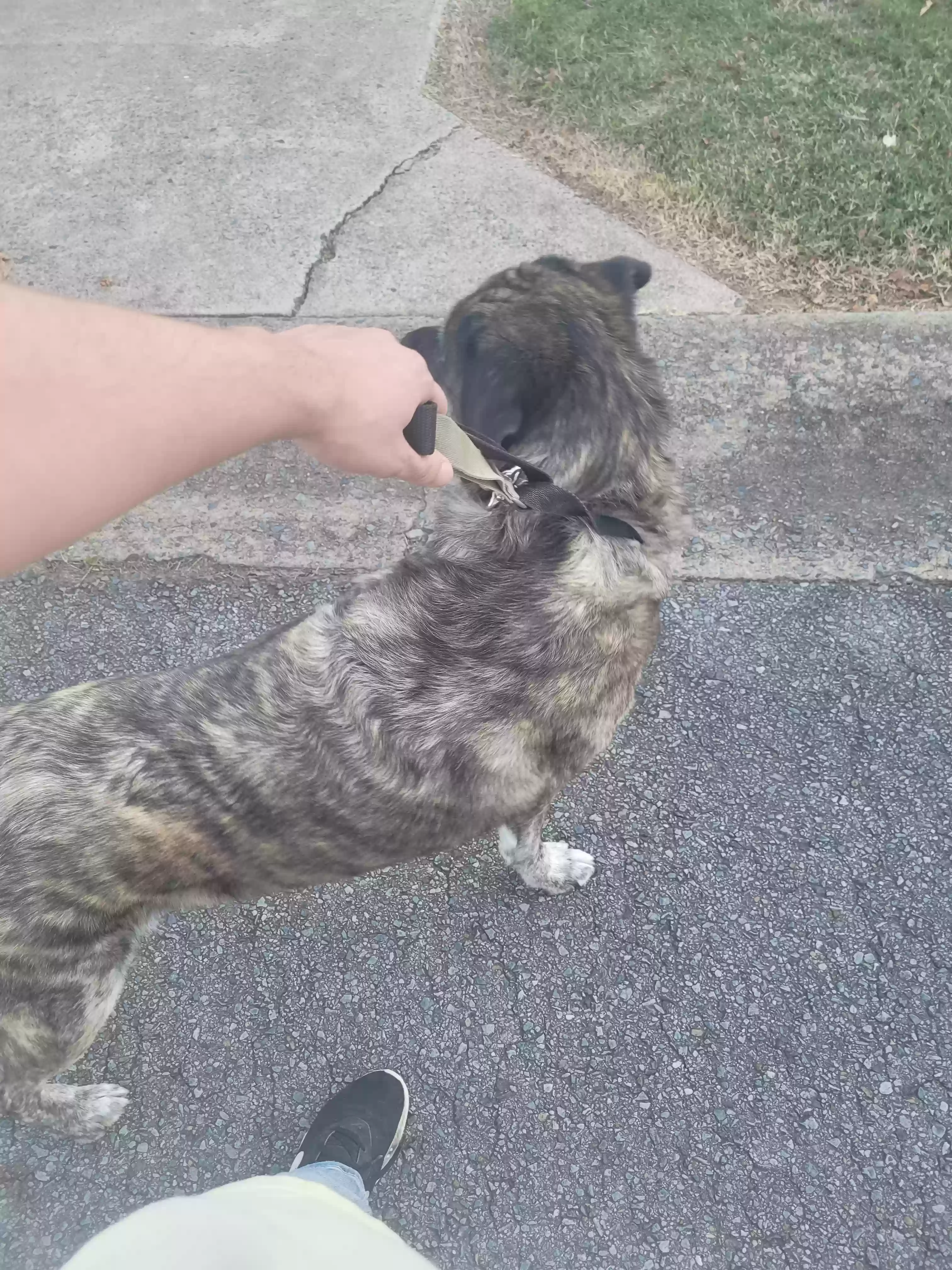 adoptable Dog in Greenbrier,AR named Crimson