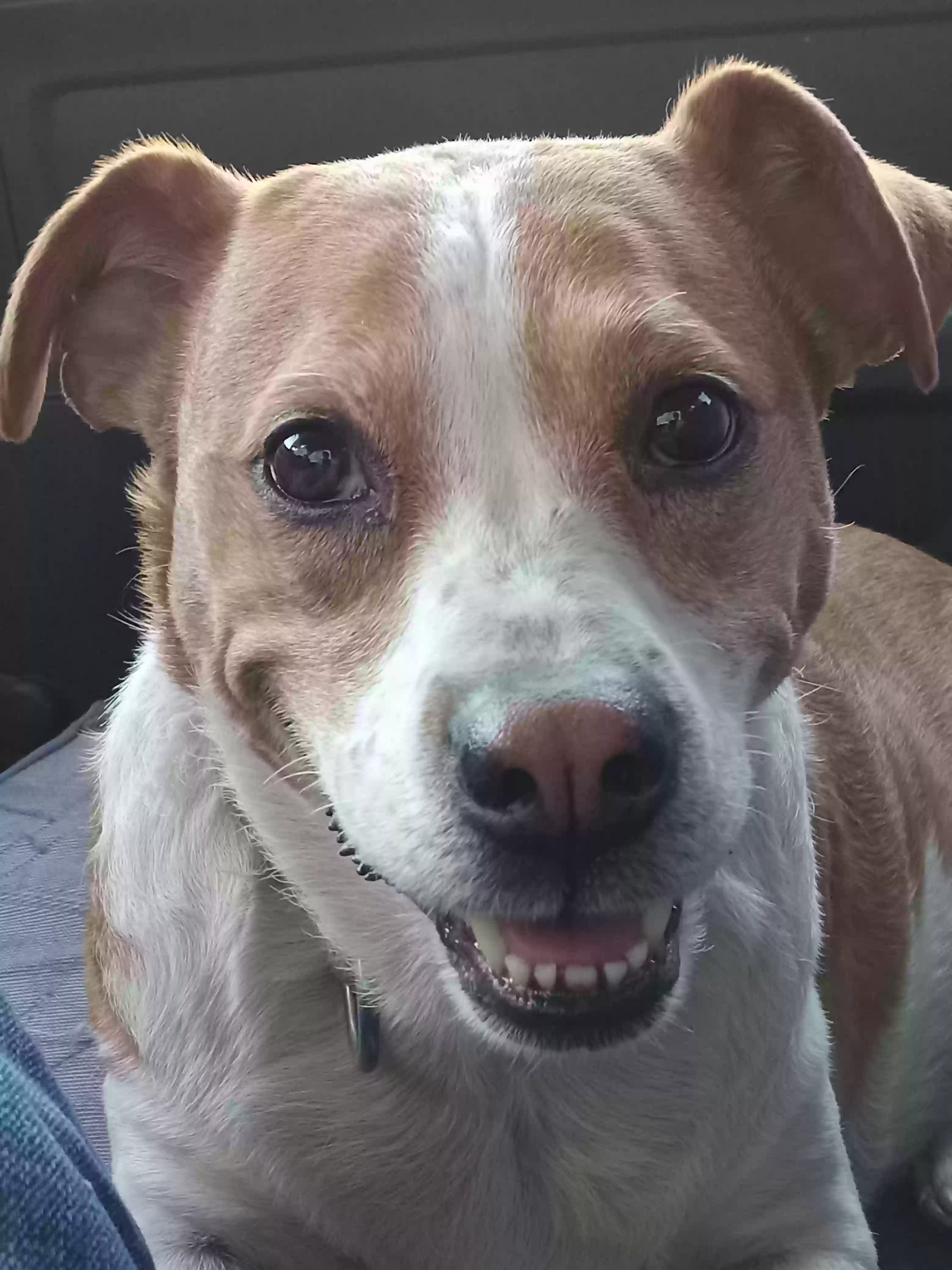 adoptable Dog in Cartersville,GA named Frances