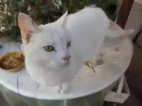 adoptable Cat in Rocklin,CA named Shou bye