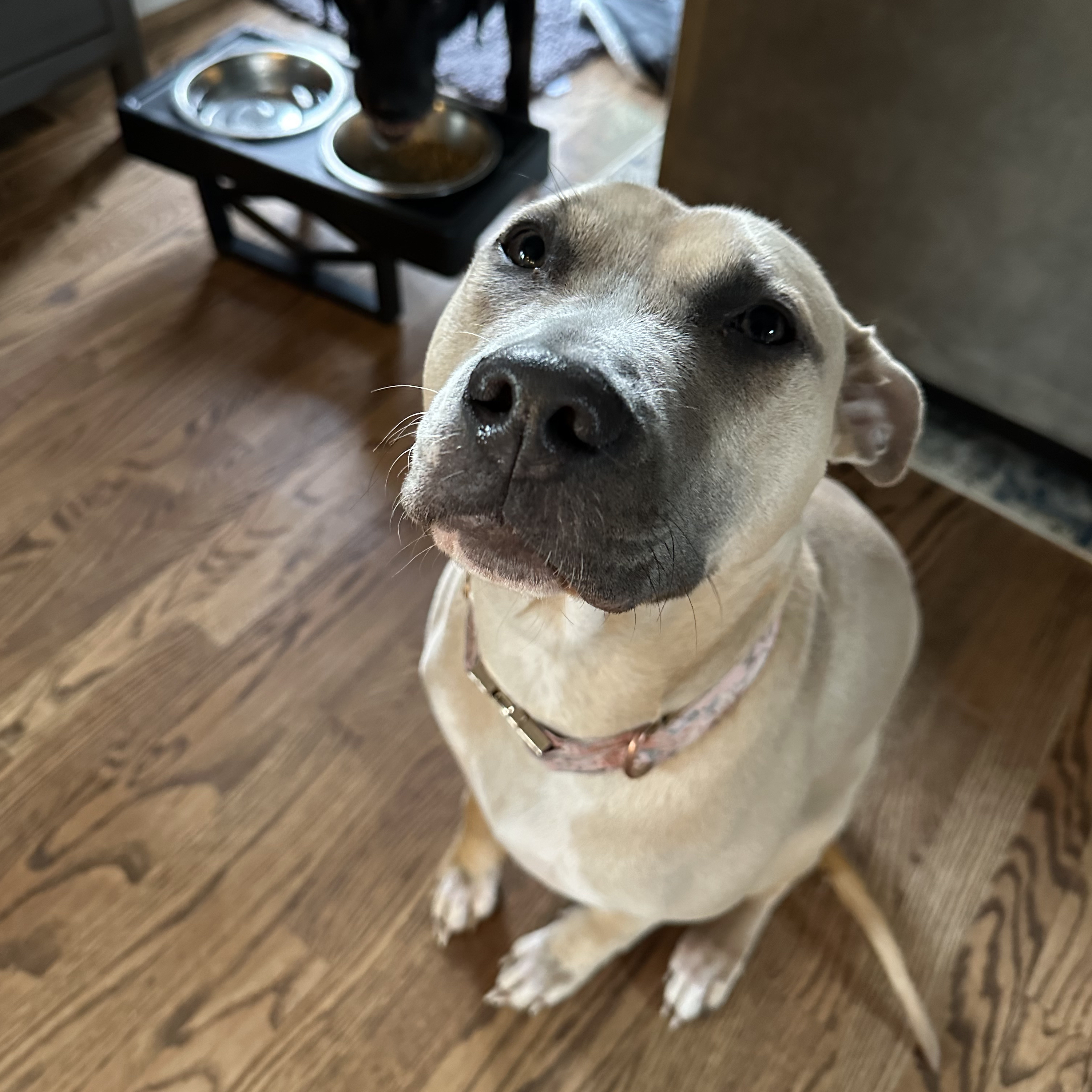 adoptable Dog in Cincinnati,OH named Kira