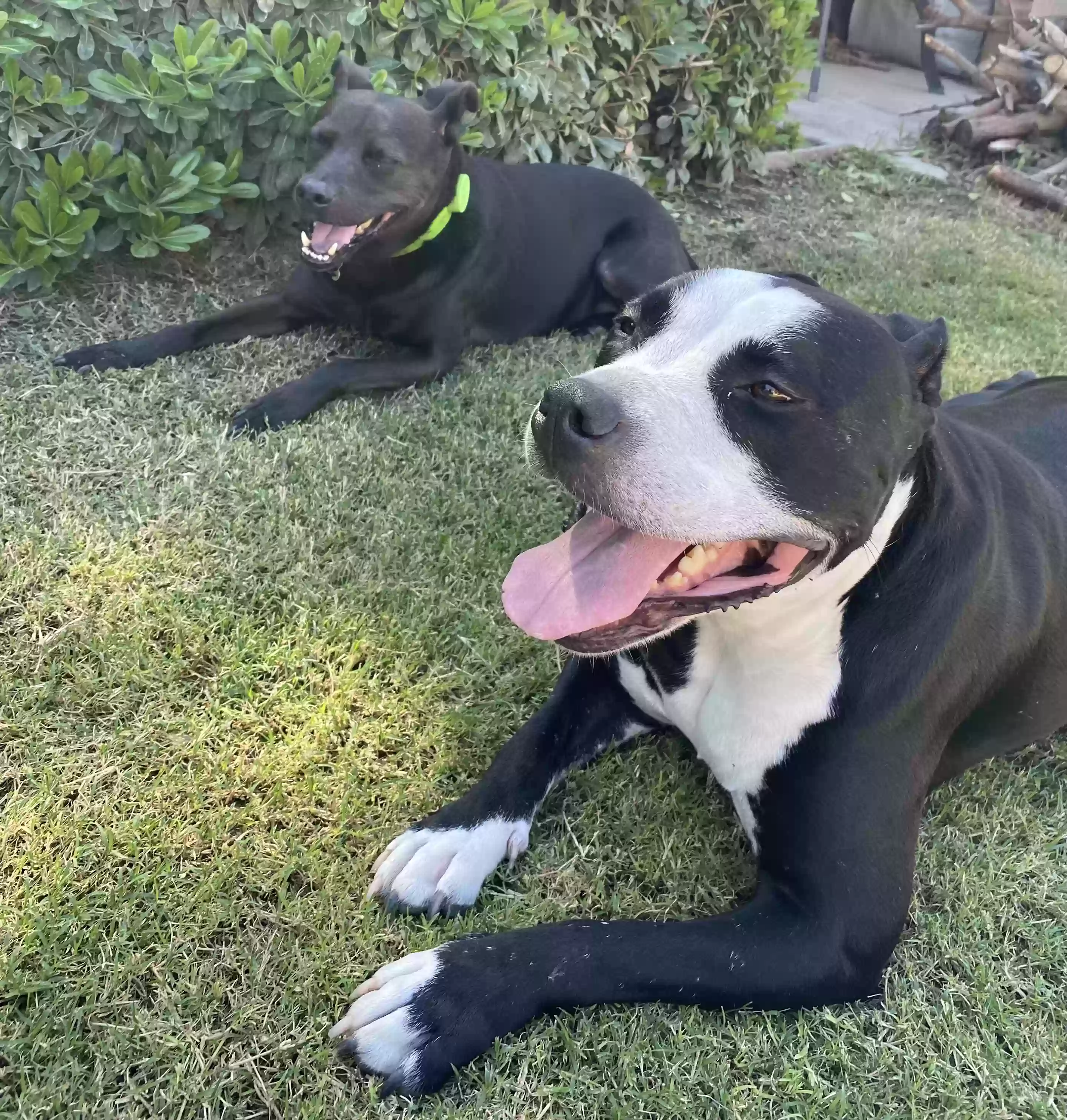 adoptable Dog in La Quinta,CA named Peggy