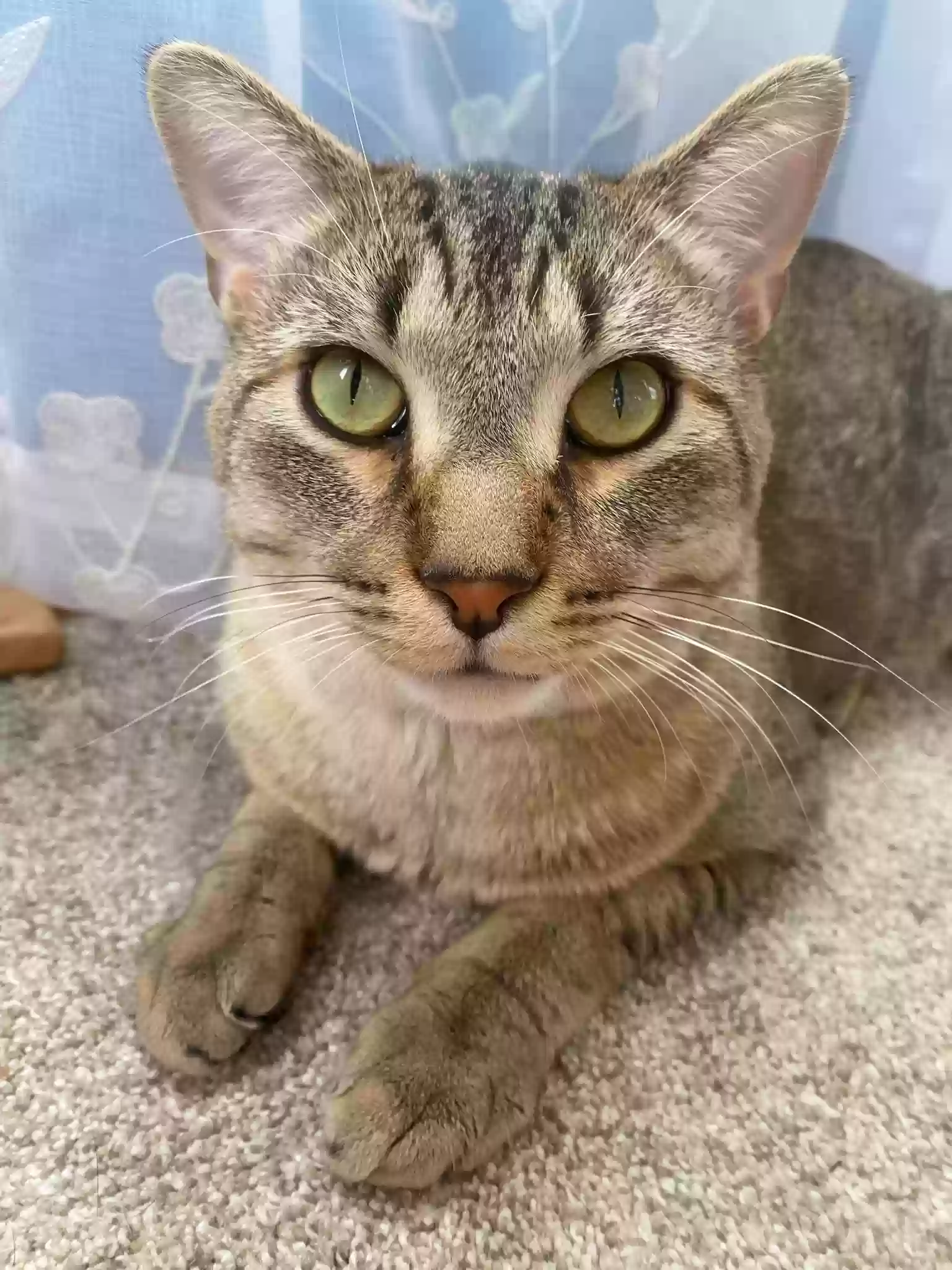 adoptable Cat in Minneapolis,MN named George