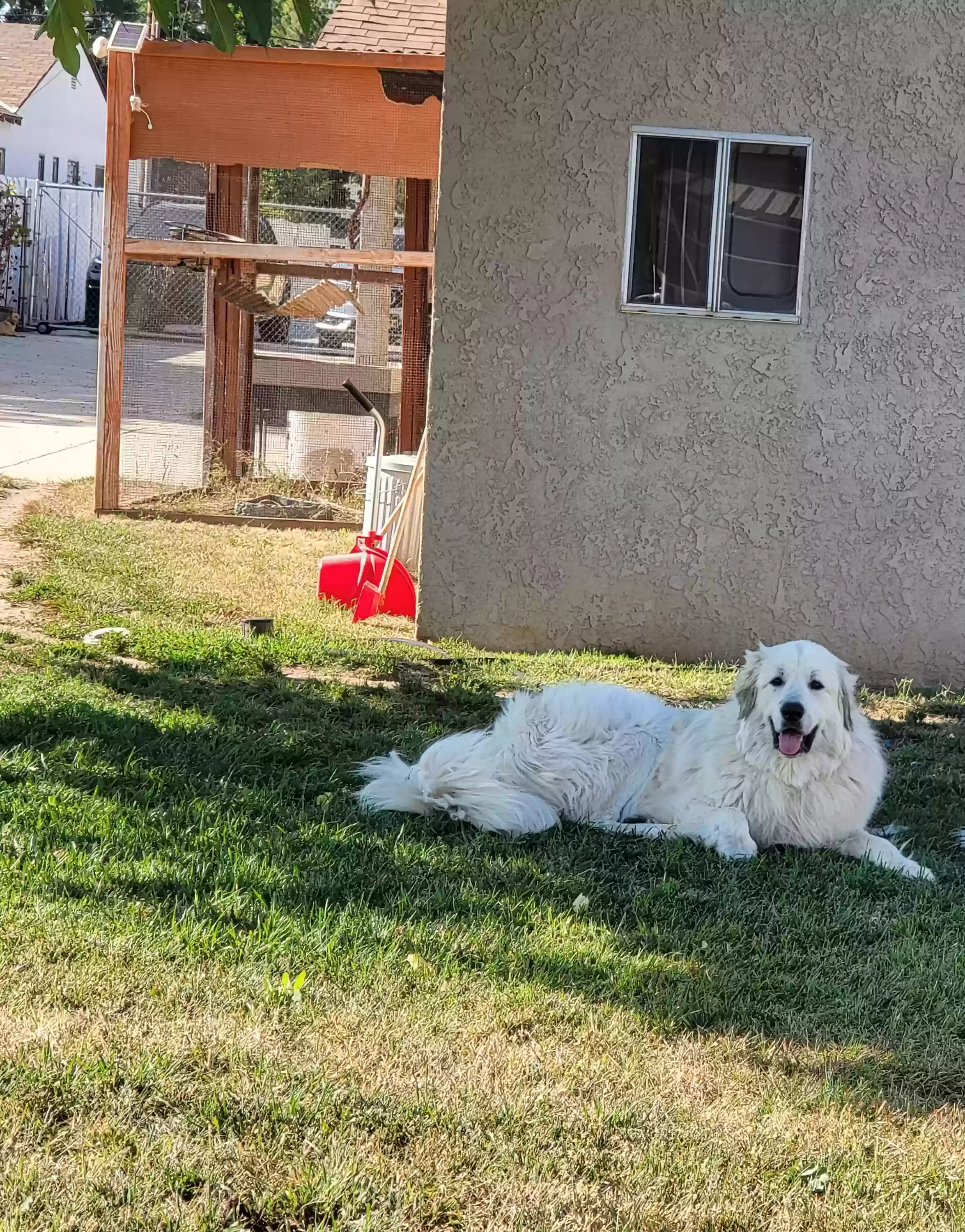 adoptable Dog in Norco,CA named Niko