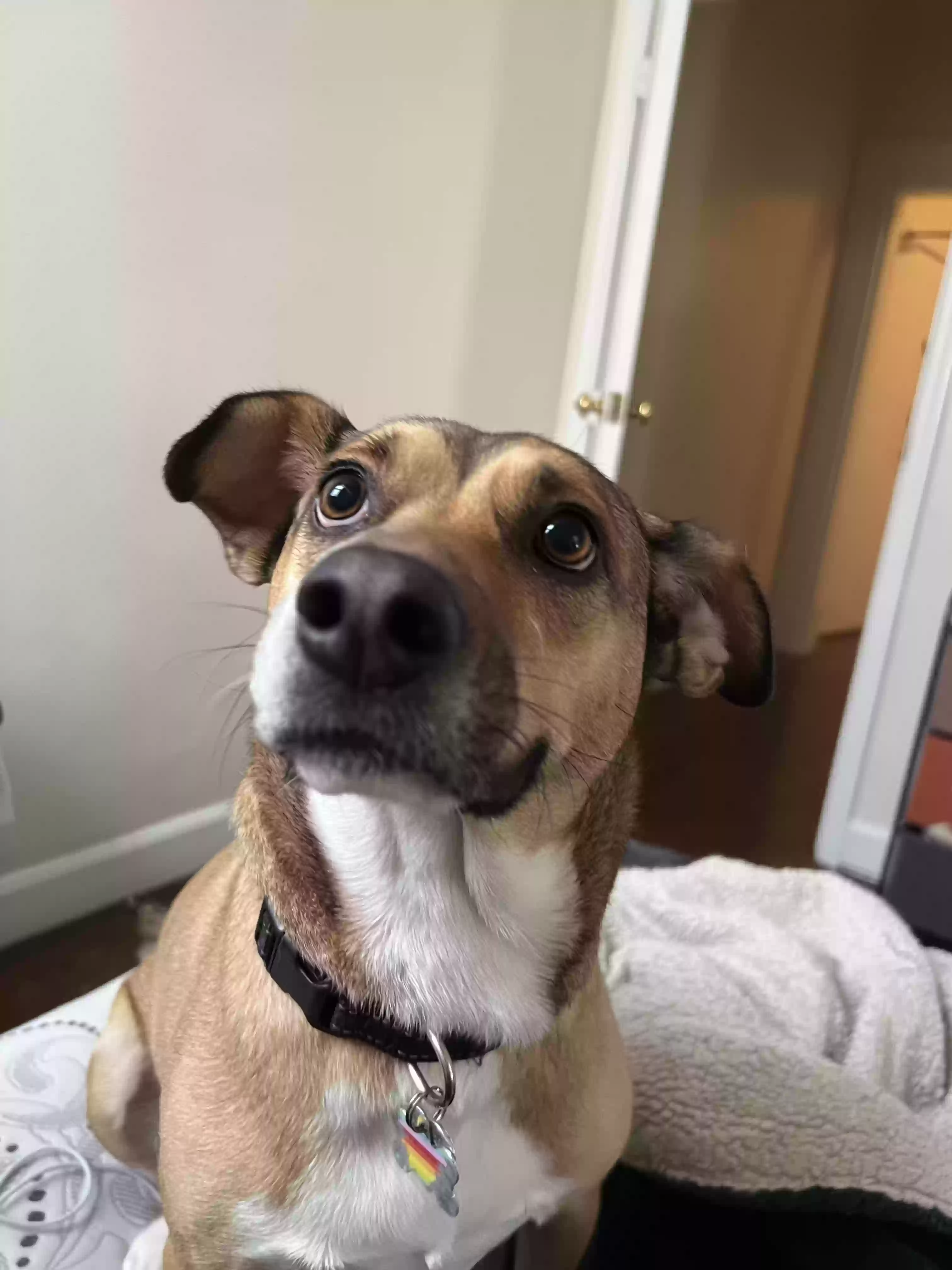 adoptable Dog in Arlington,TX named rae