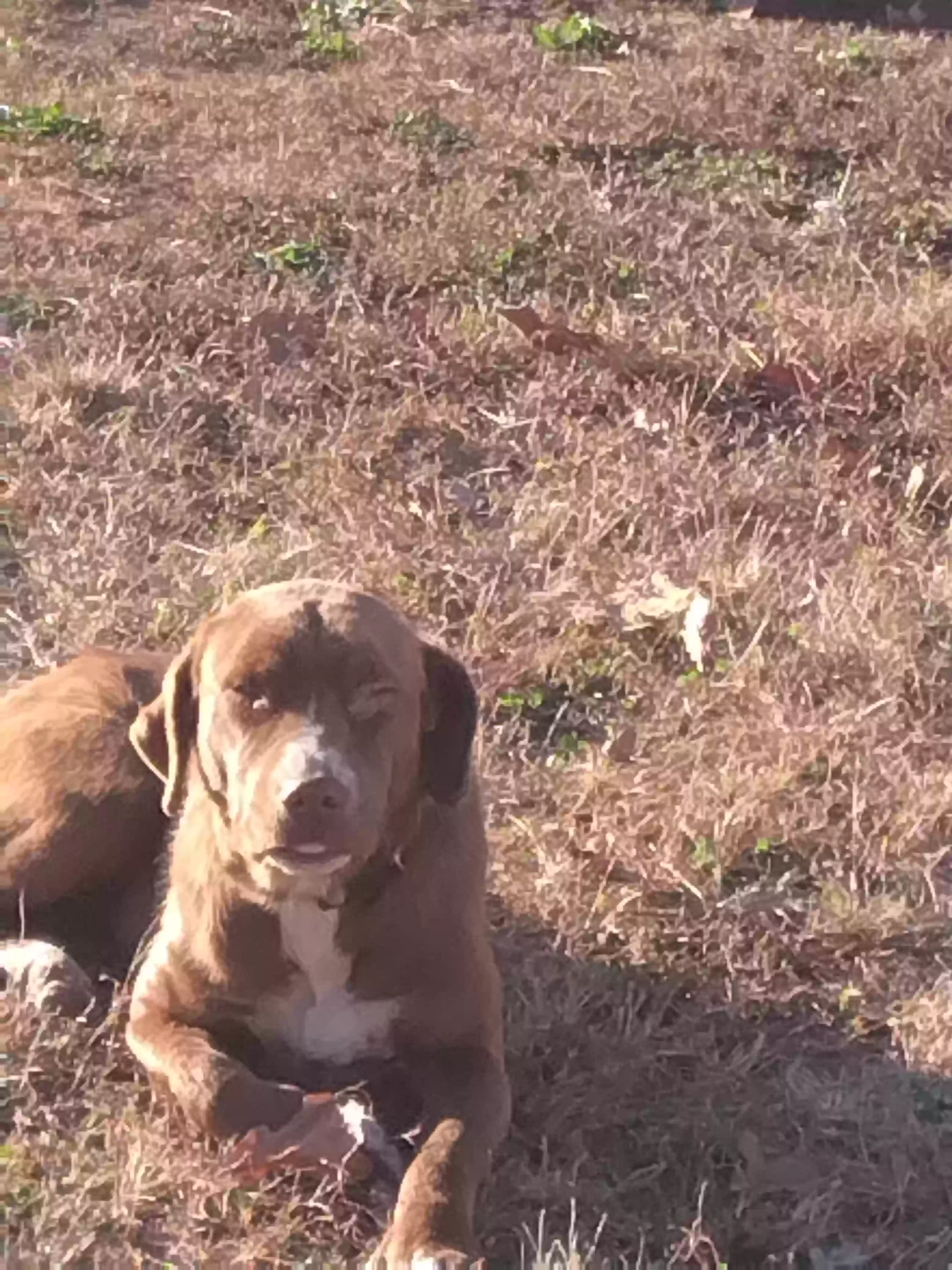 adoptable Dog in Centerville,MO named No name