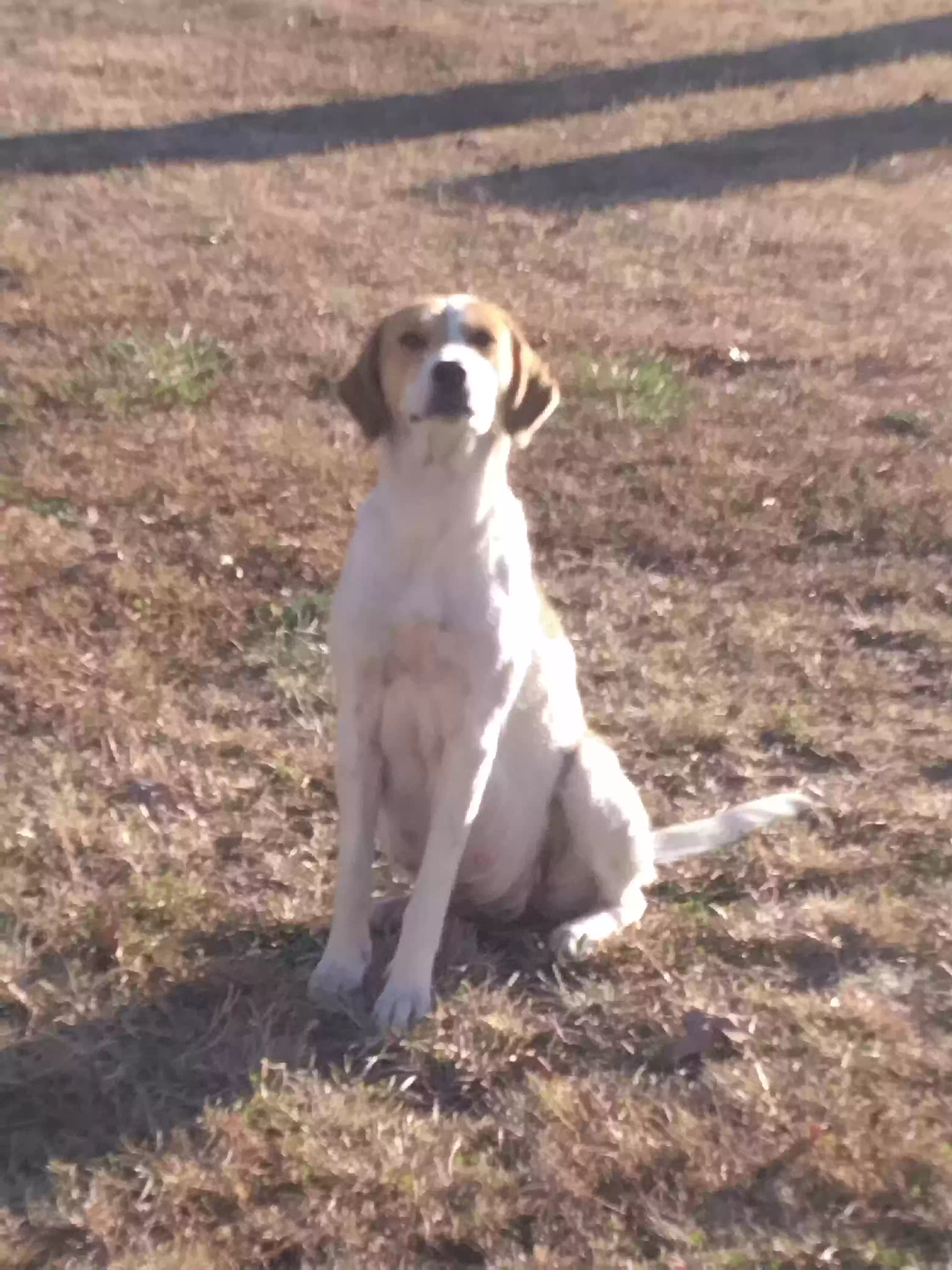 adoptable Dog in Centerville,MO named No. Name
