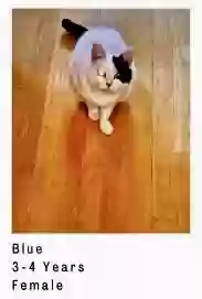 adoptable Cat in Gregory,MI named Blue