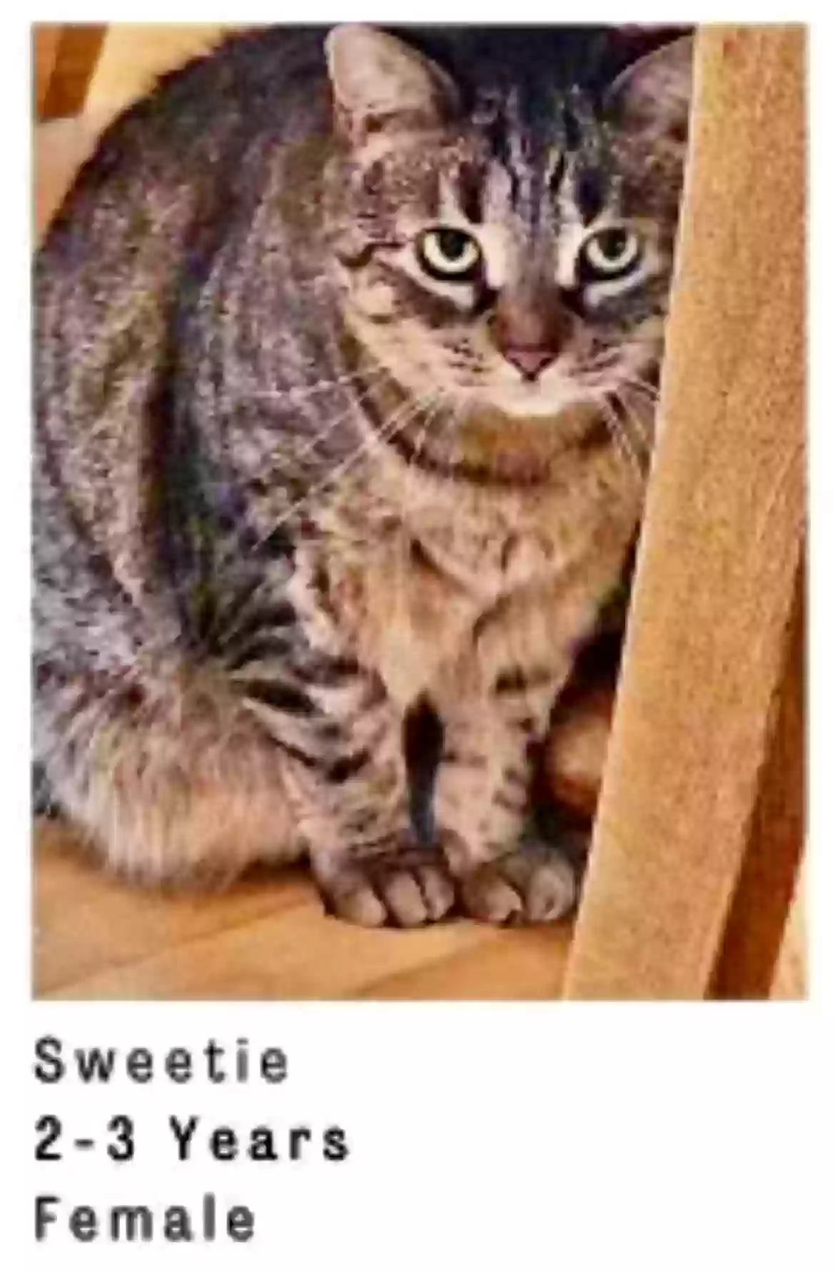 adoptable Cat in Gregory,MI named Sweetie