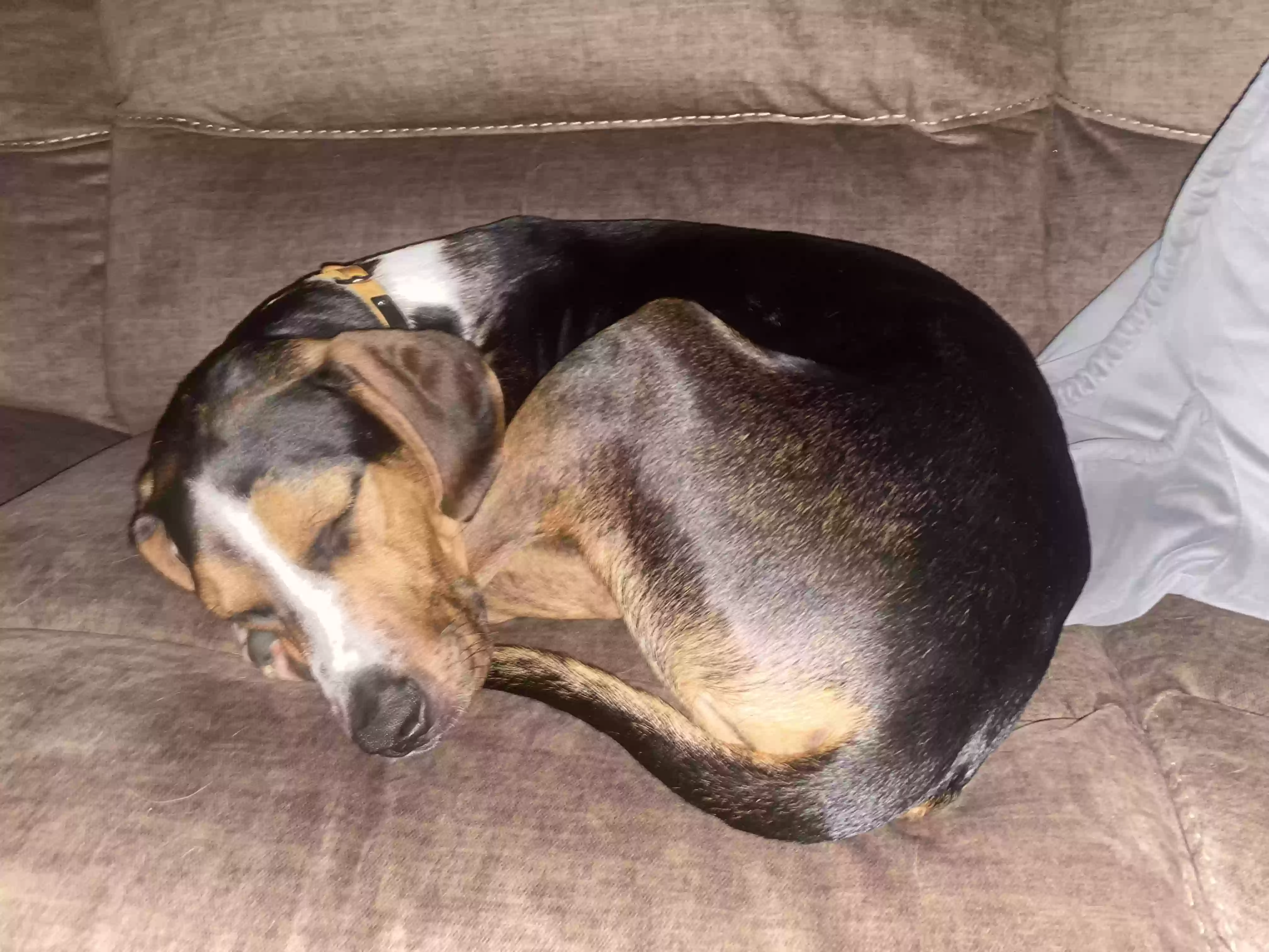 adoptable Dog in Statham,GA named Ozzie
