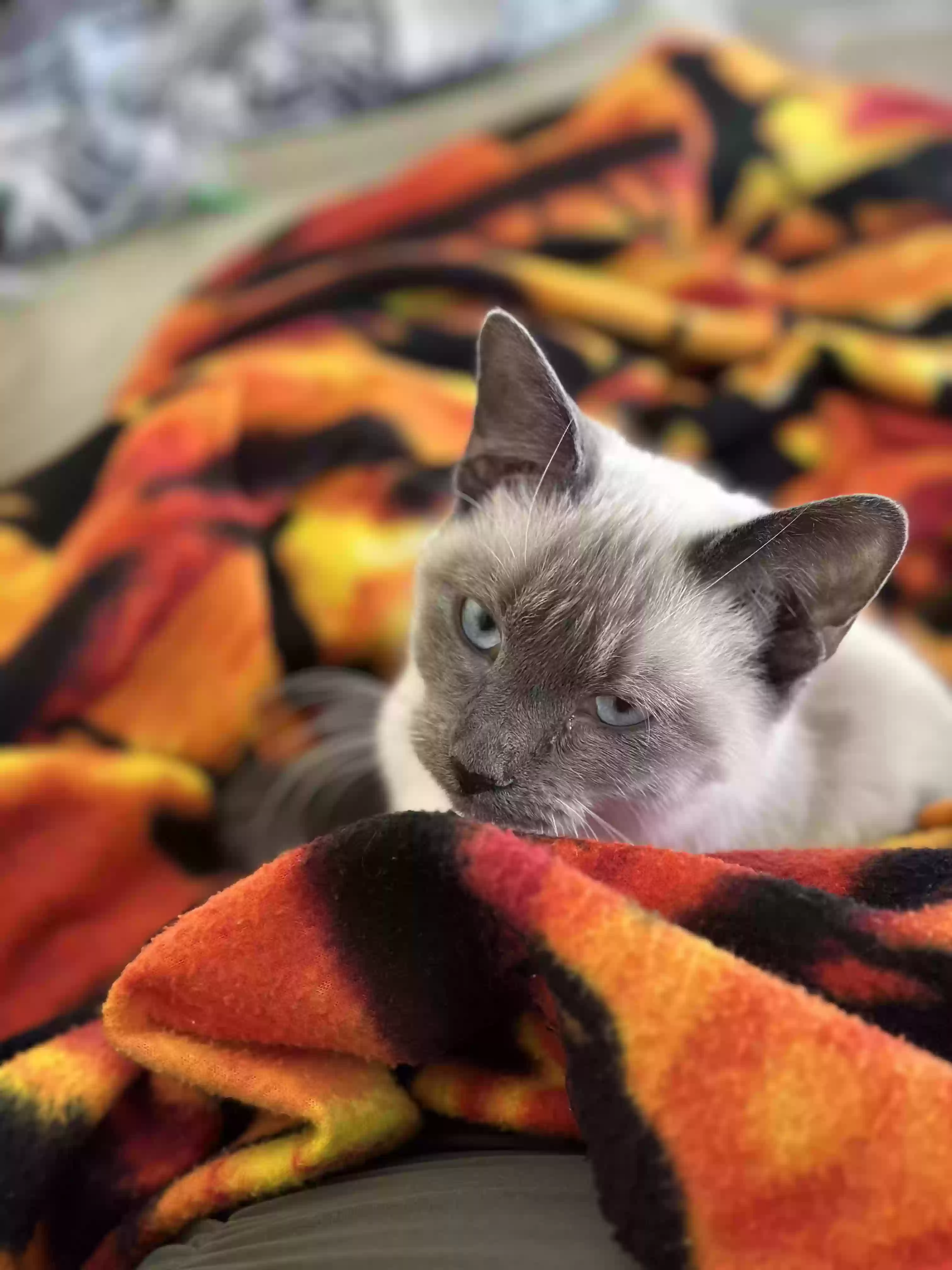 adoptable Cat in Prescott,AZ named Kitty