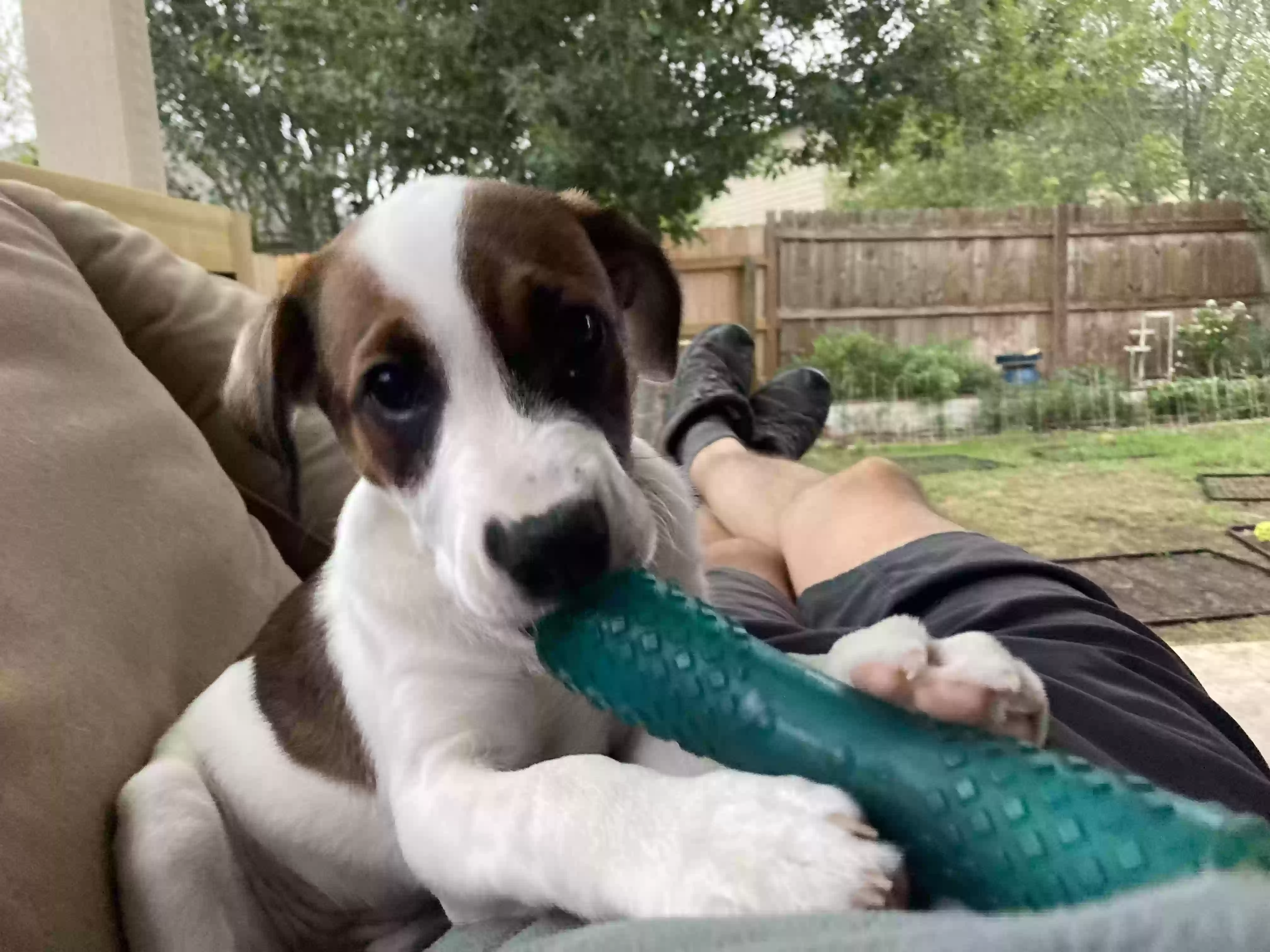 adoptable Dog in San Marcos,TX named Sadie