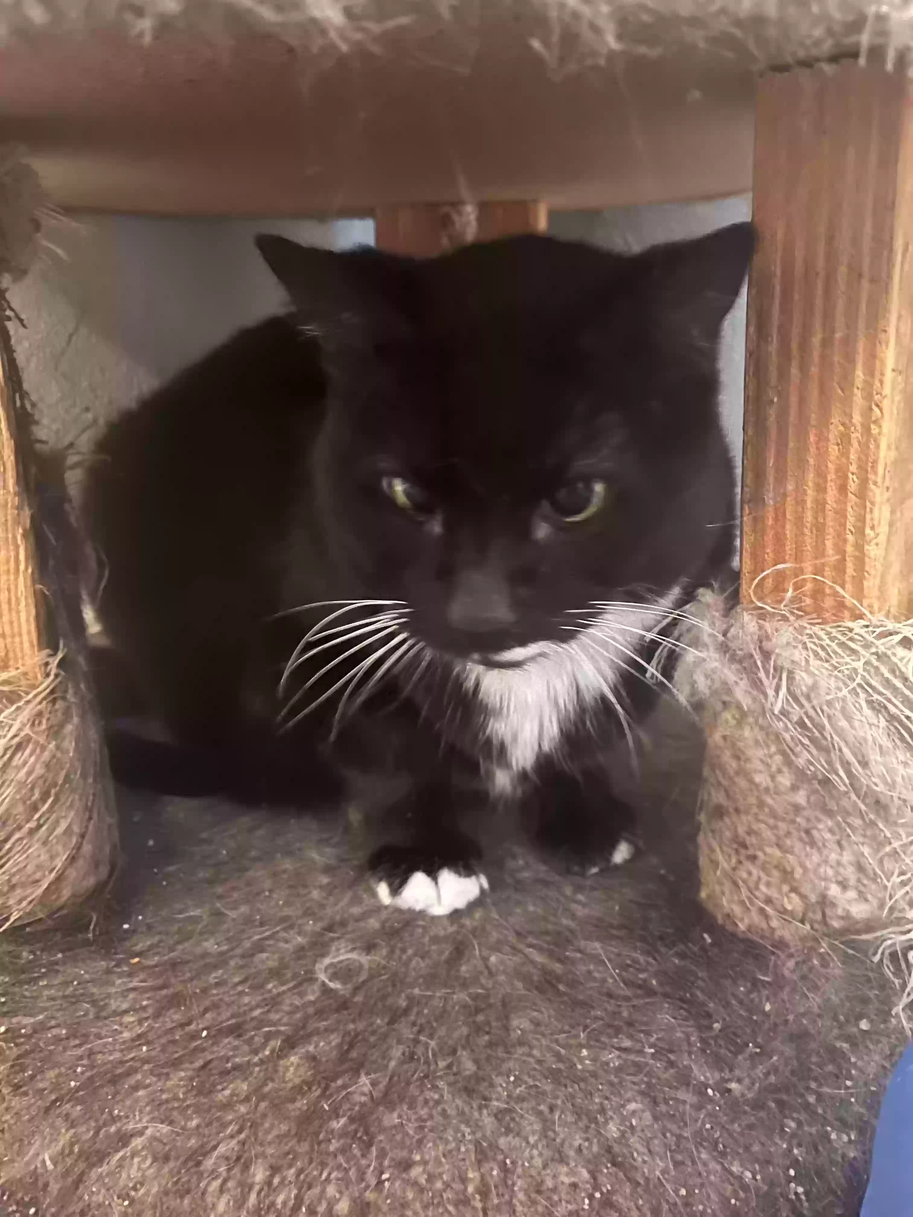 adoptable Cat in Saint Clair Shores,MI named Smoky