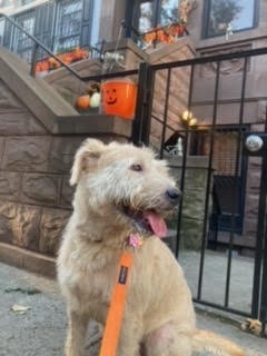 adoptable Dog in Brooklyn,NY named Arya