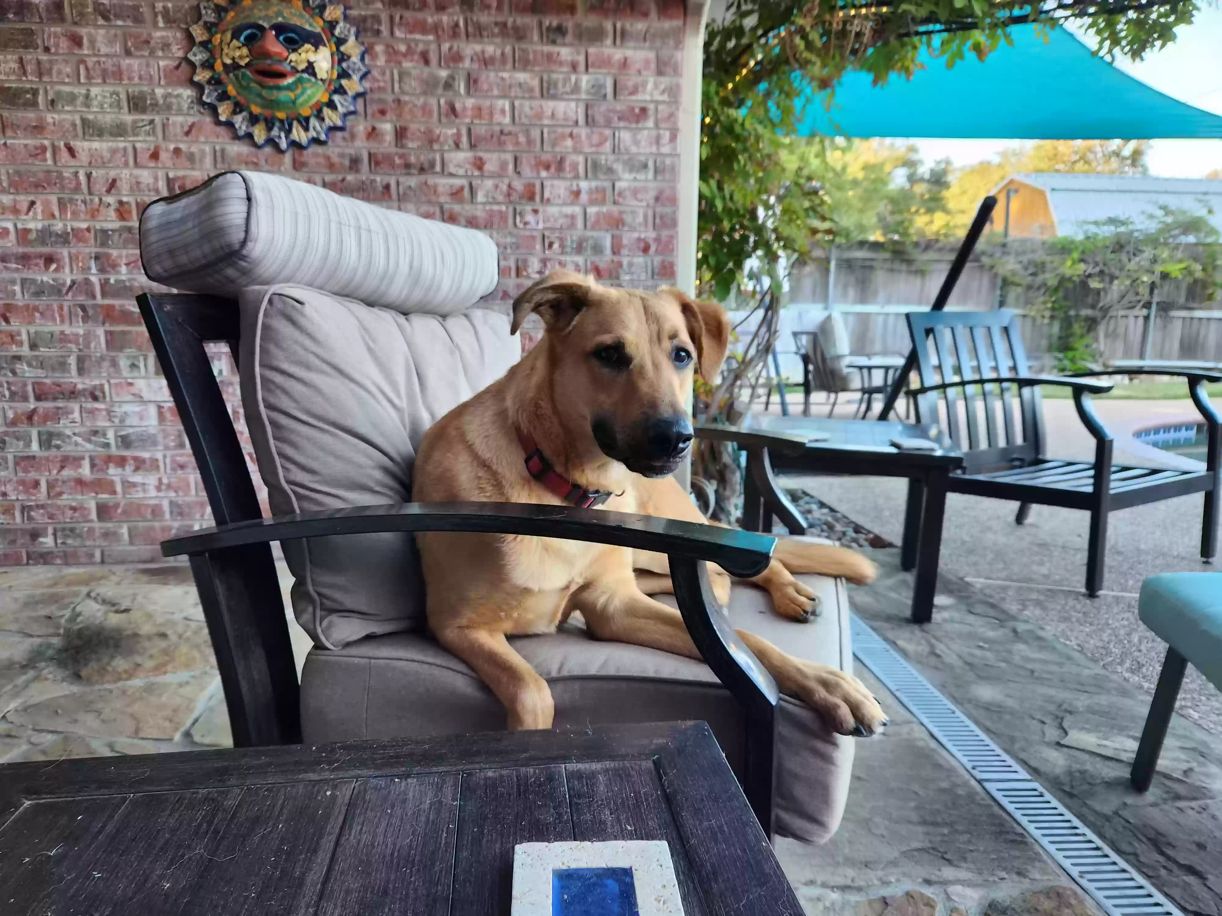 adoptable Dog in Ennis,TX named Baxter
