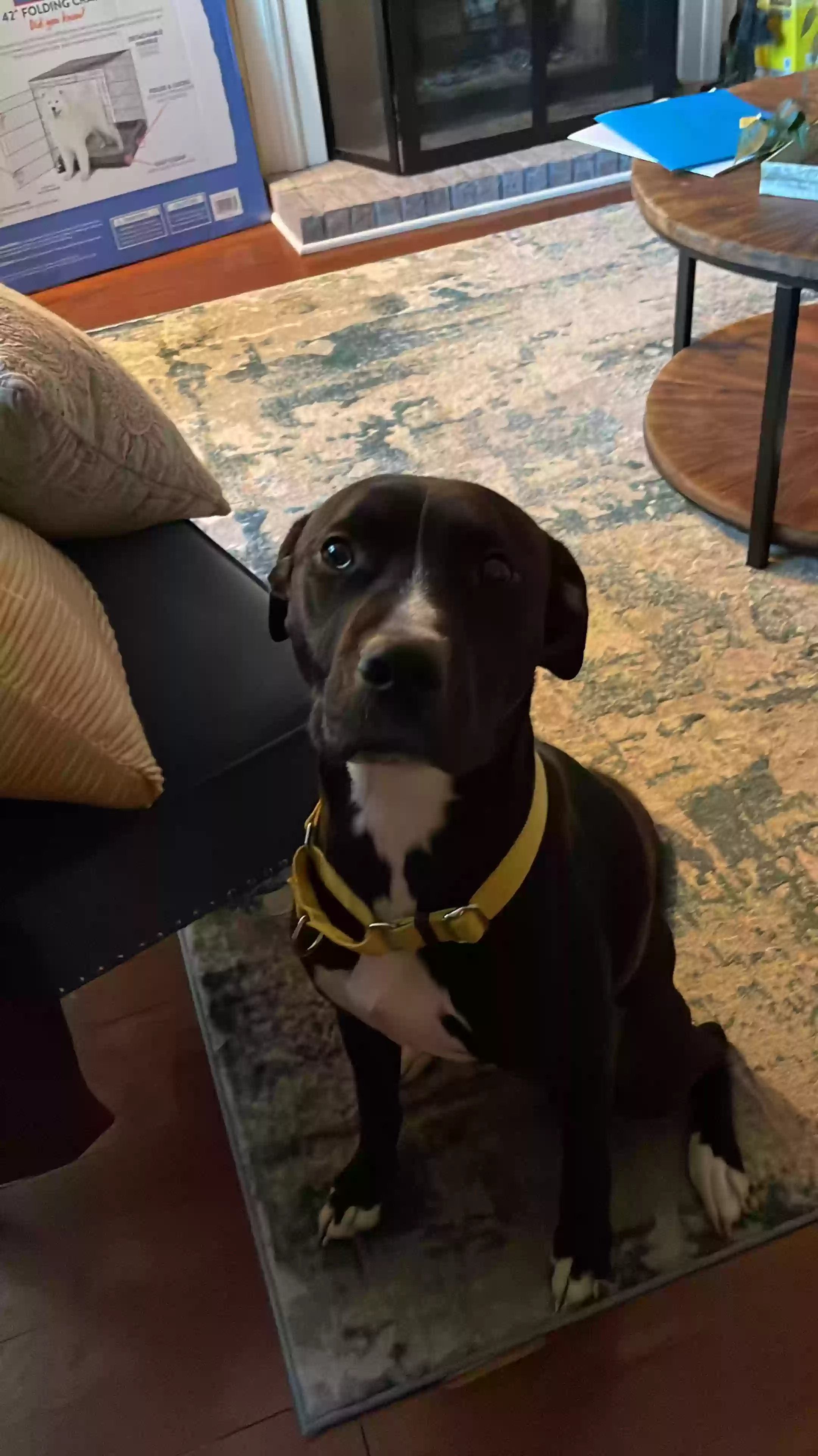 adoptable Dog in Marietta,GA named Hughey