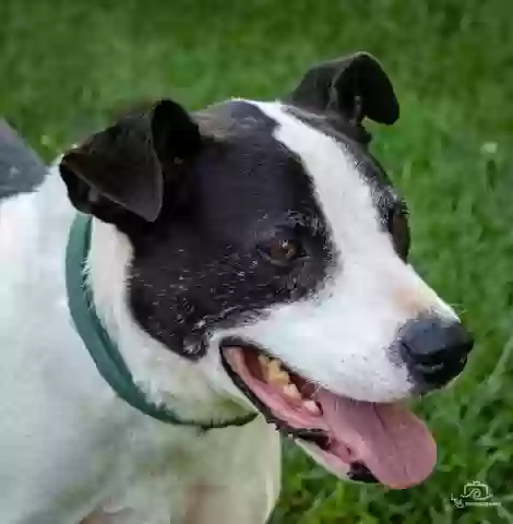 adoptable Dog in Saint Paul,VA named Jack Sprat