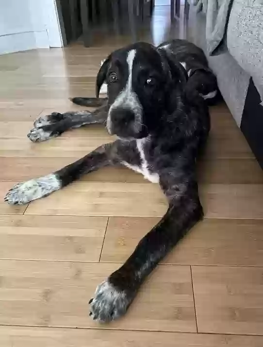 adoptable Dog in Warminster,PA named Rambo