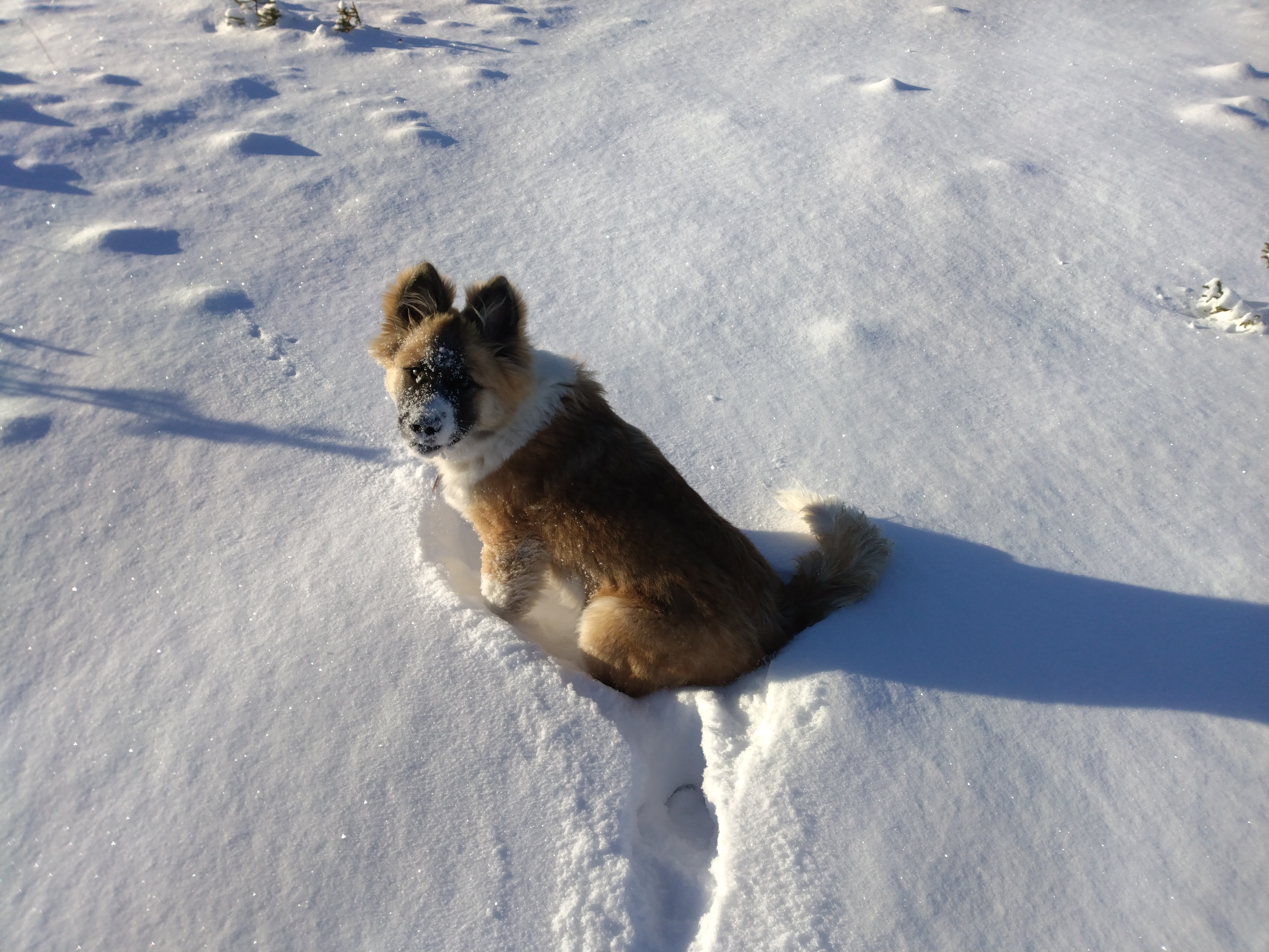 adoptable Dog in Anchorage,AK named Bucko