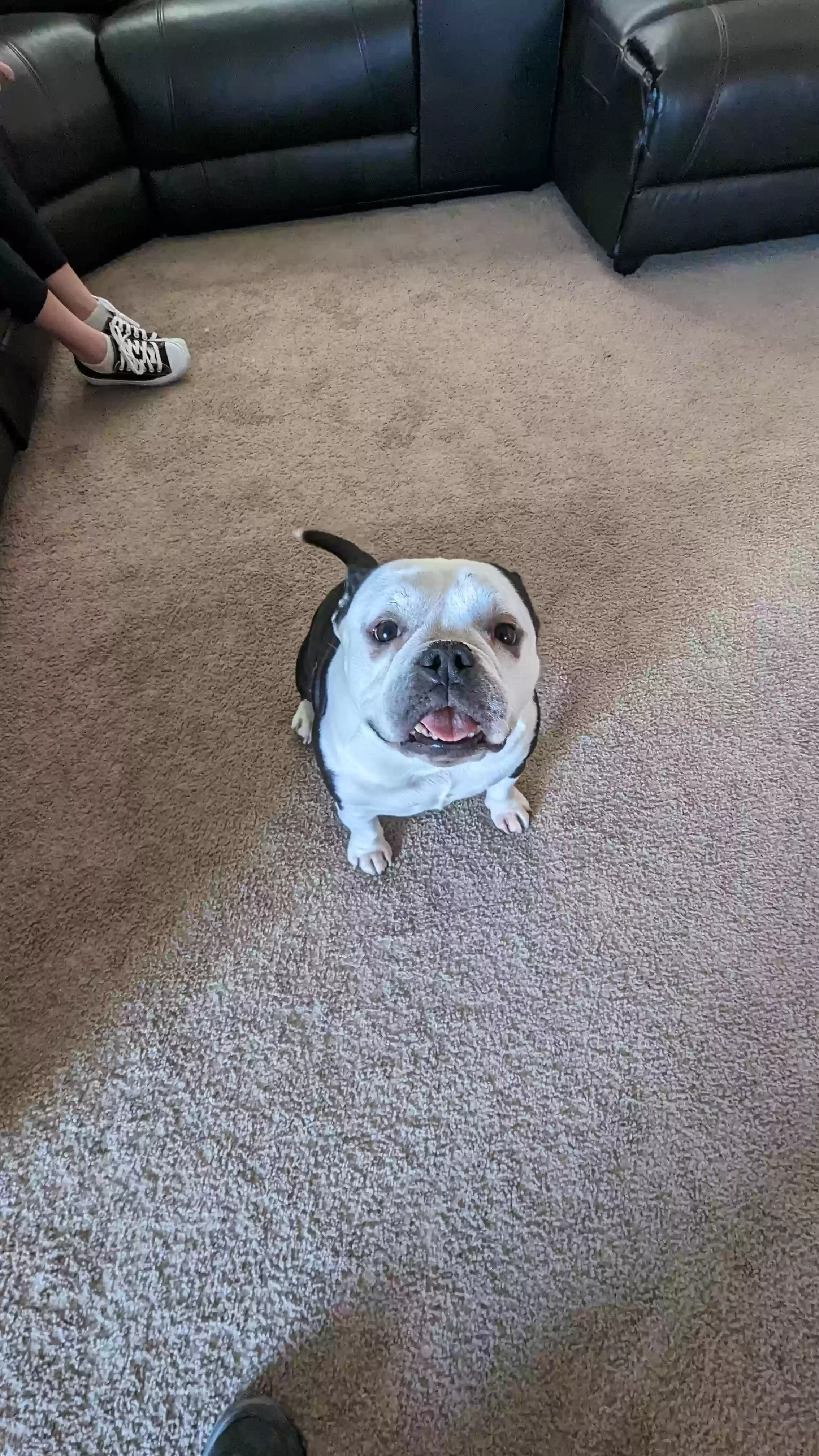 adoptable Dog in Helendale,CA named Harley