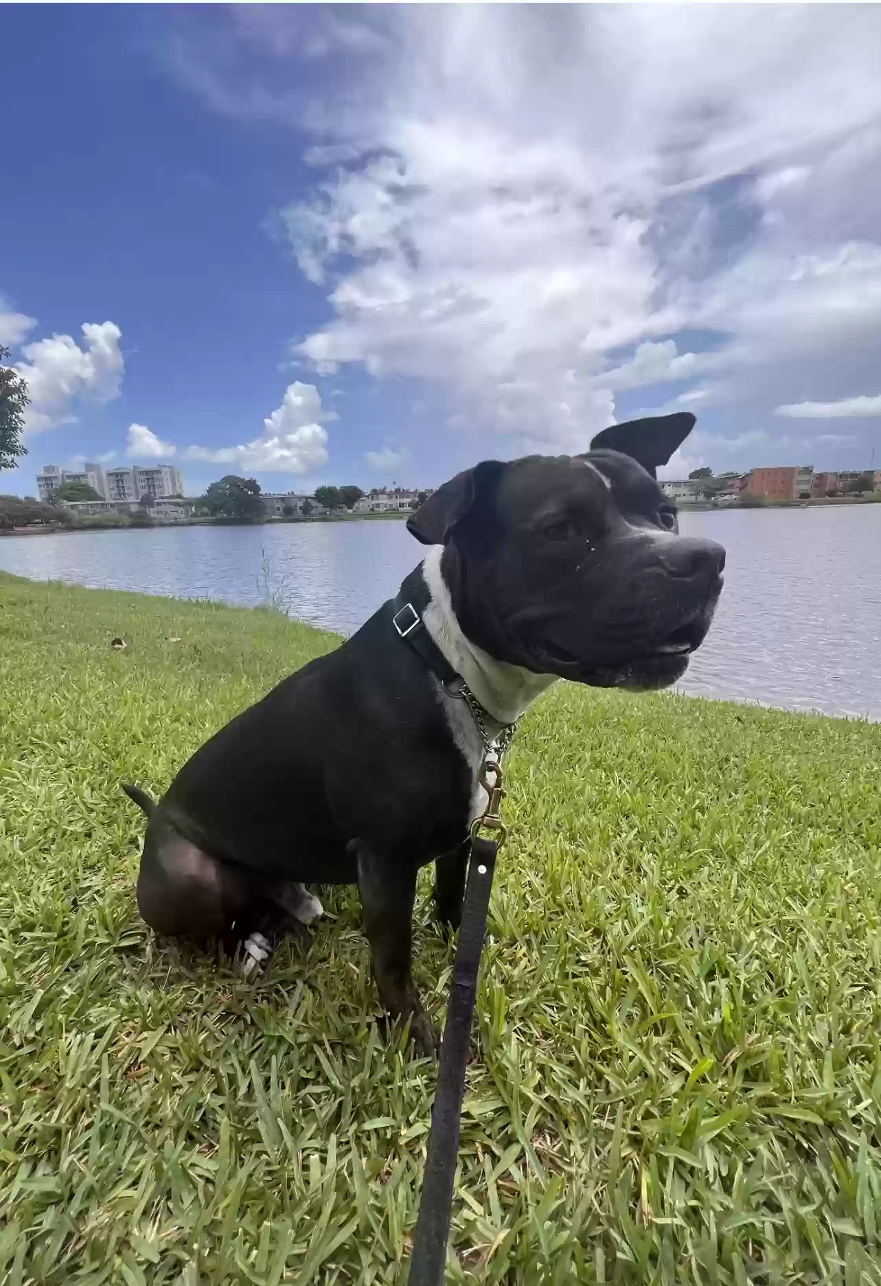 adoptable Dog in Miami,FL named Clooney