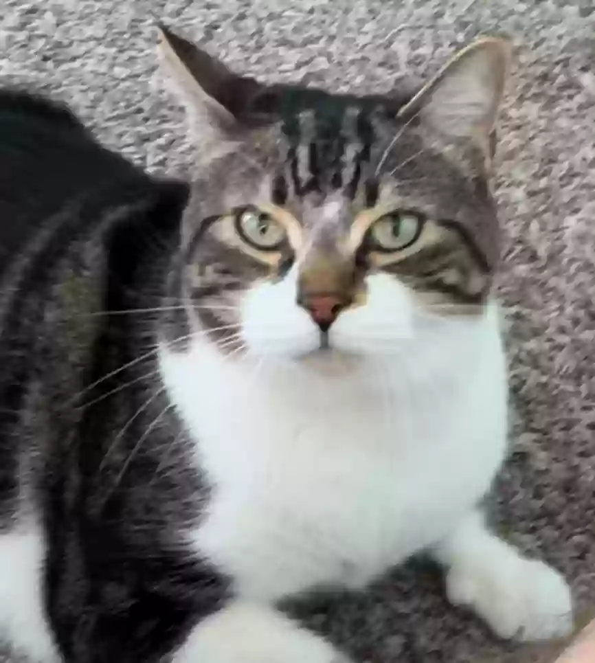 adoptable Cat in Mcdonough,GA named Billie & Finneas
