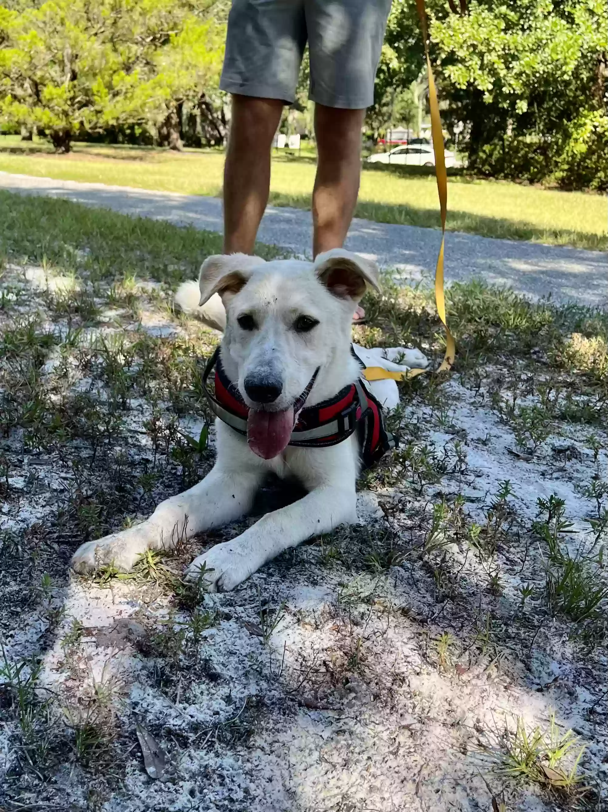 adoptable Dog in Jacksonville,FL named Luca