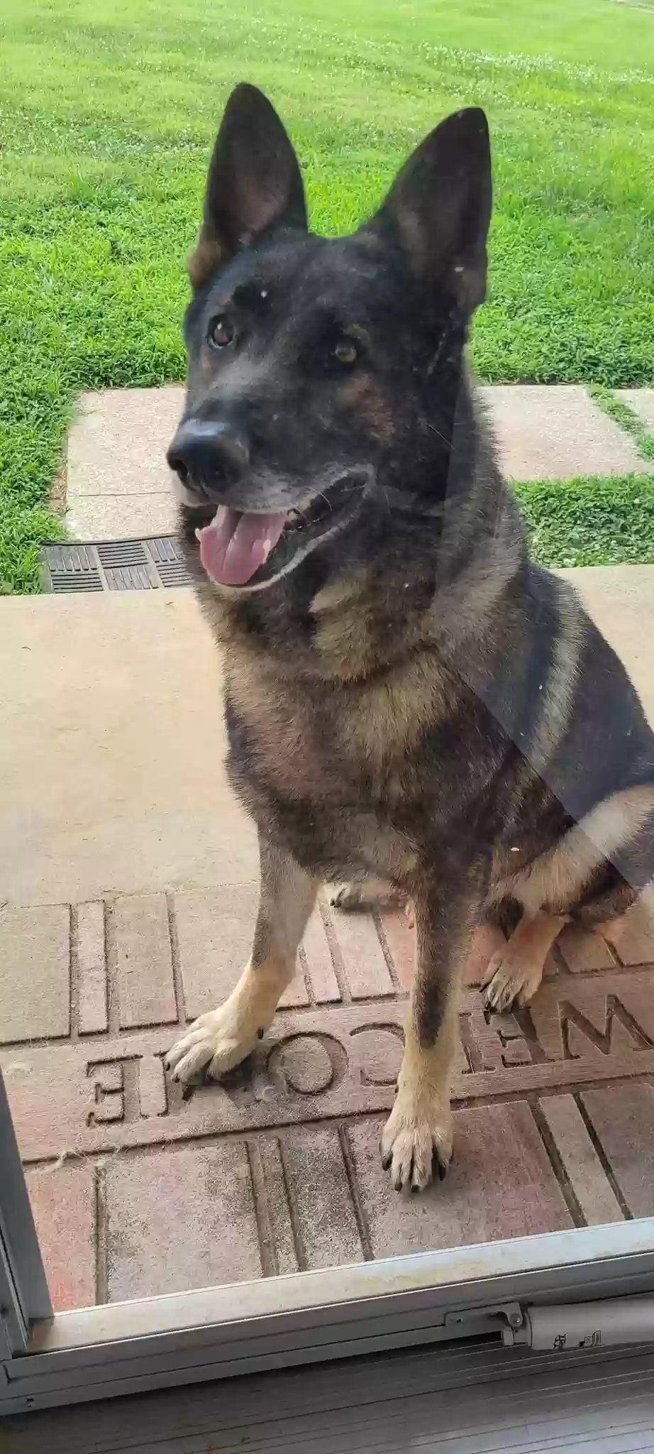 adoptable Dog in Evansville,IN named Hero
