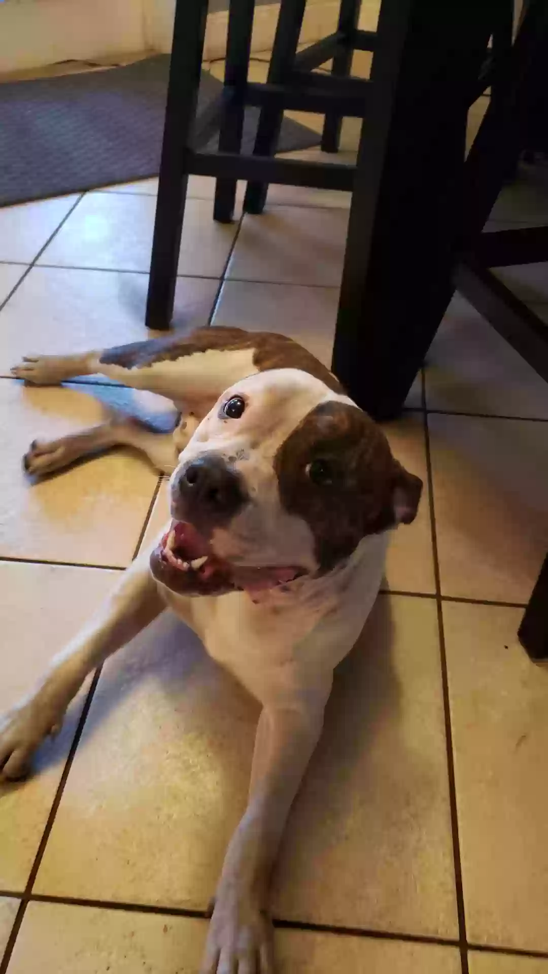adoptable Dog in Gainesville,FL named Rosko
