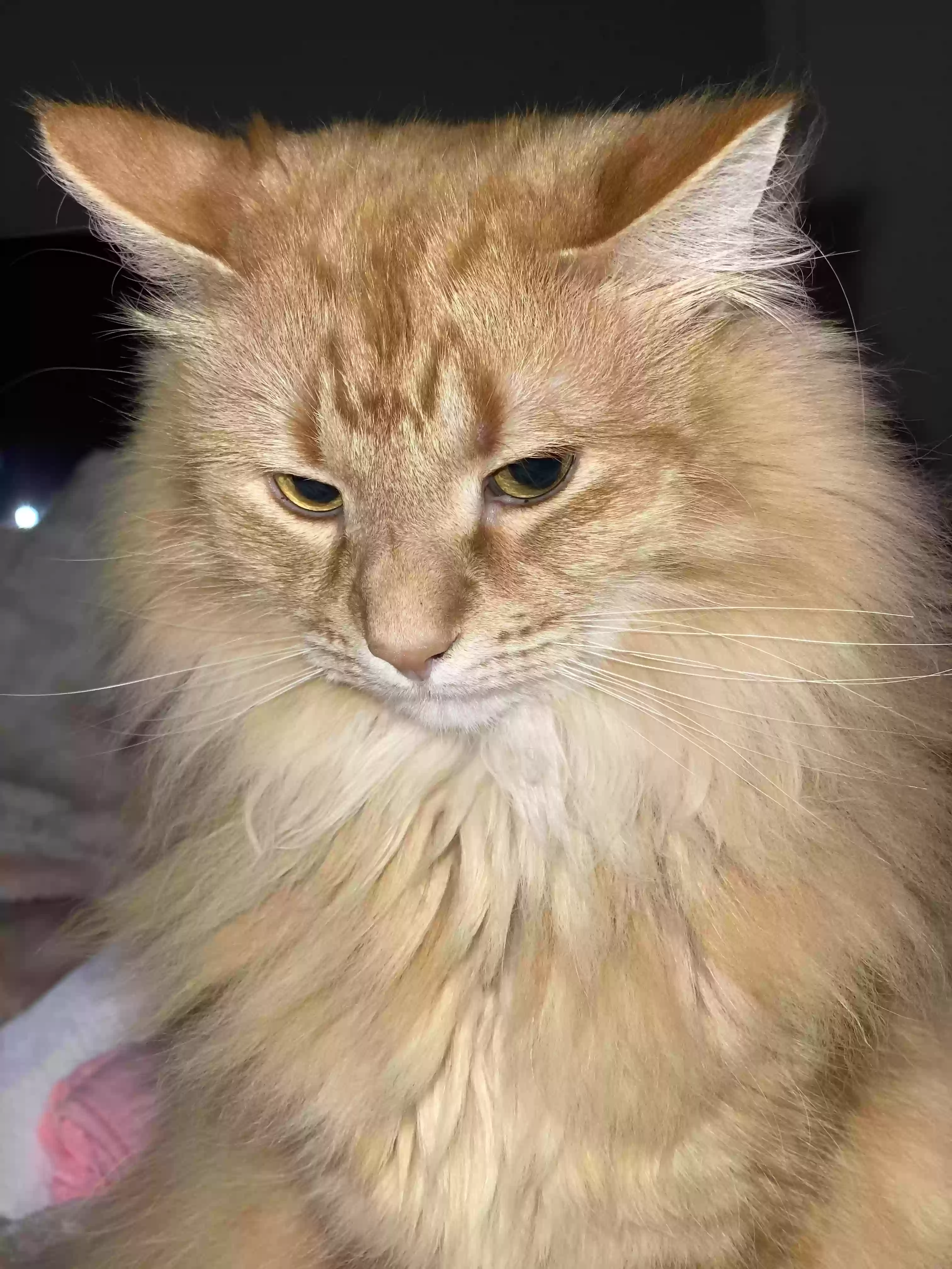 adoptable Cat in Bealeton,VA named Asia