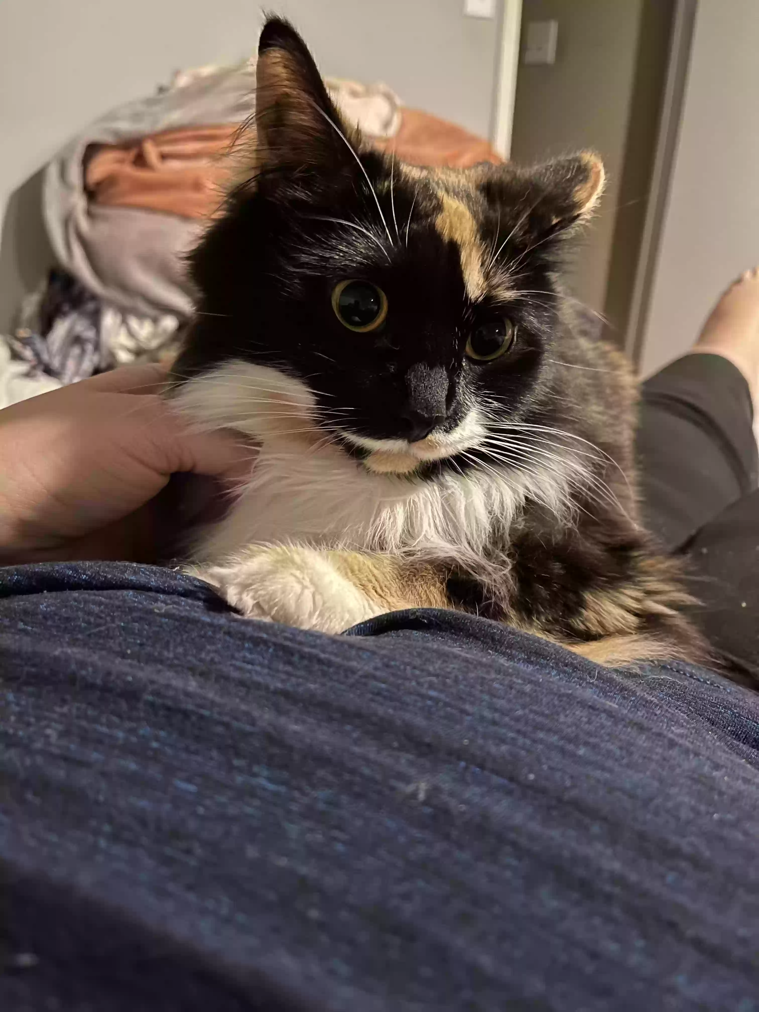 adoptable Cat in Bealeton,VA named Star