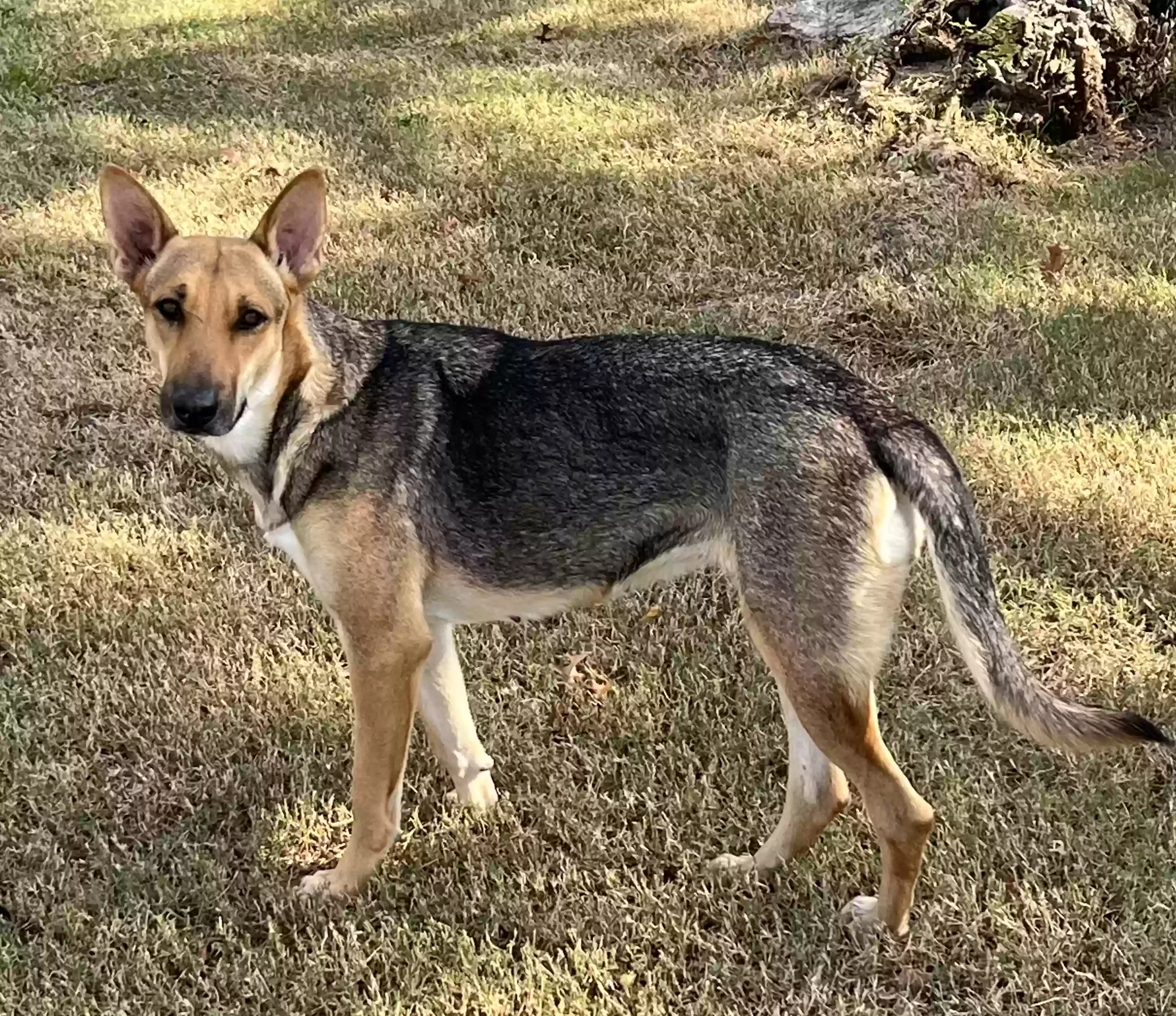 adoptable Dog in Katy,TX named Stray/Rosie