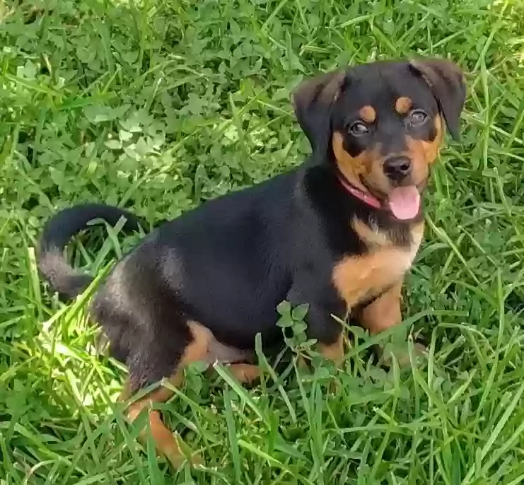 adoptable Dog in Converse,TX named Roxi