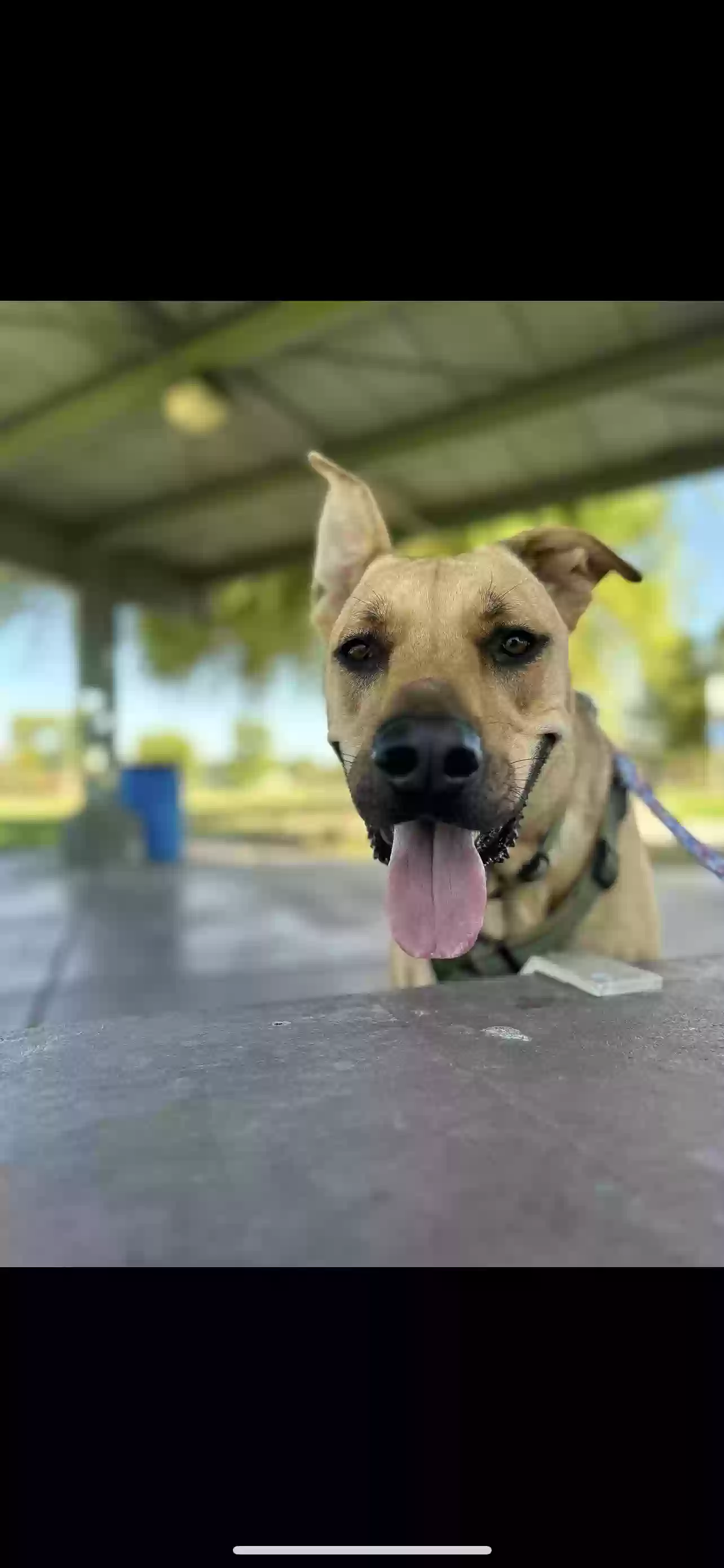adoptable Dog in Scottsdale,AZ named Mack