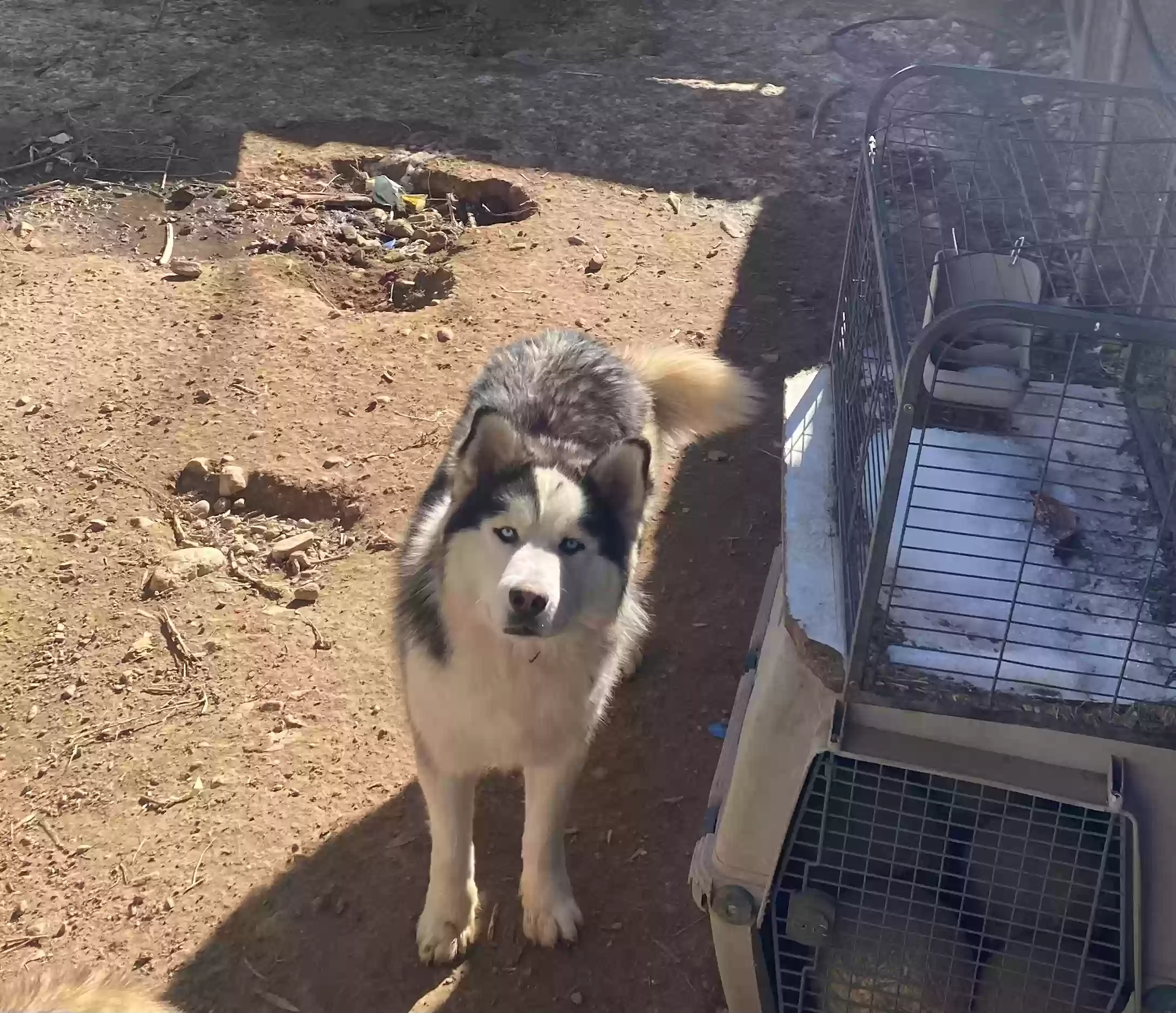adoptable Dog in Santa Fe,NM named Nico