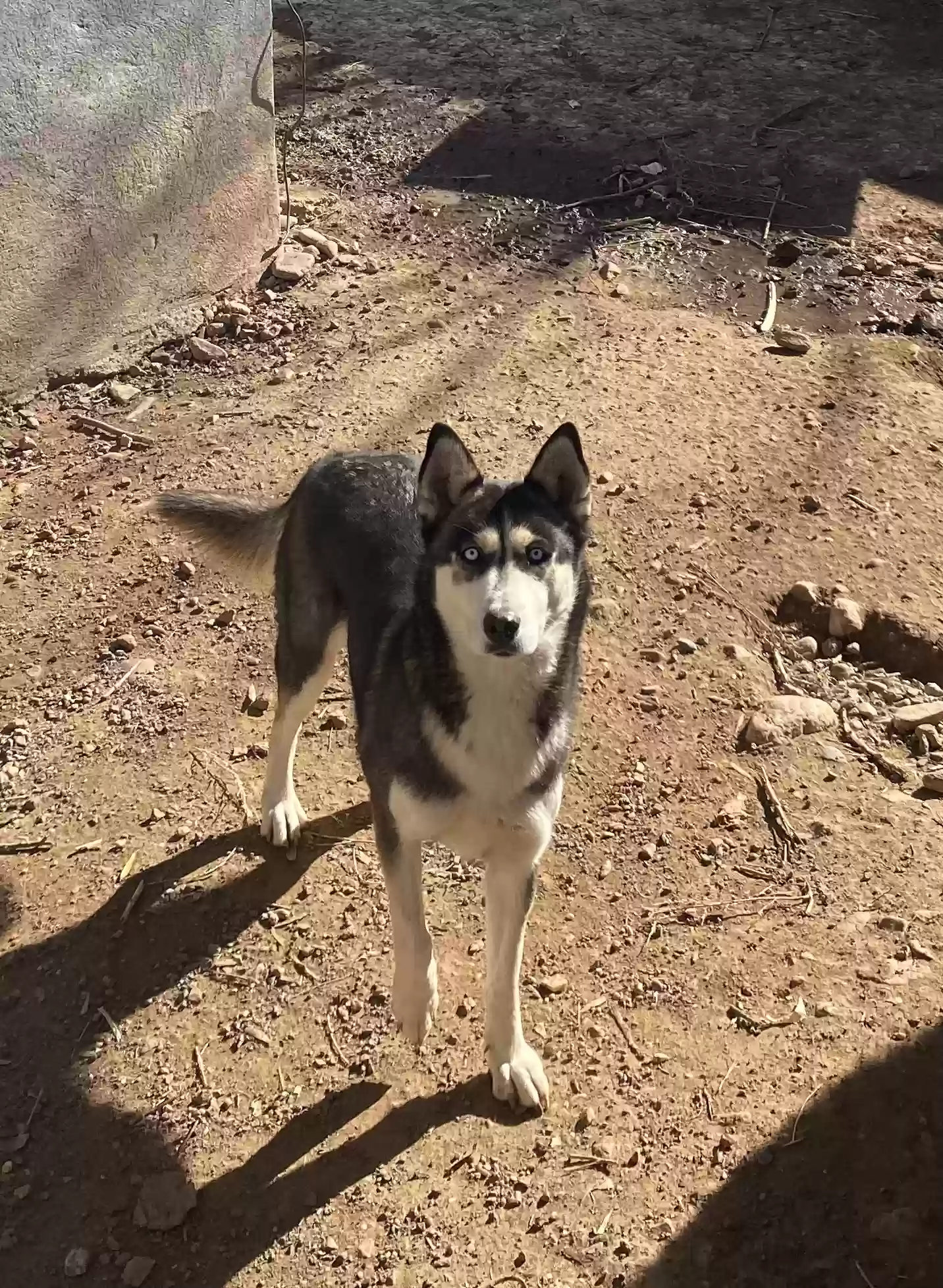 adoptable Dog in Santa Fe,NM named Blue
