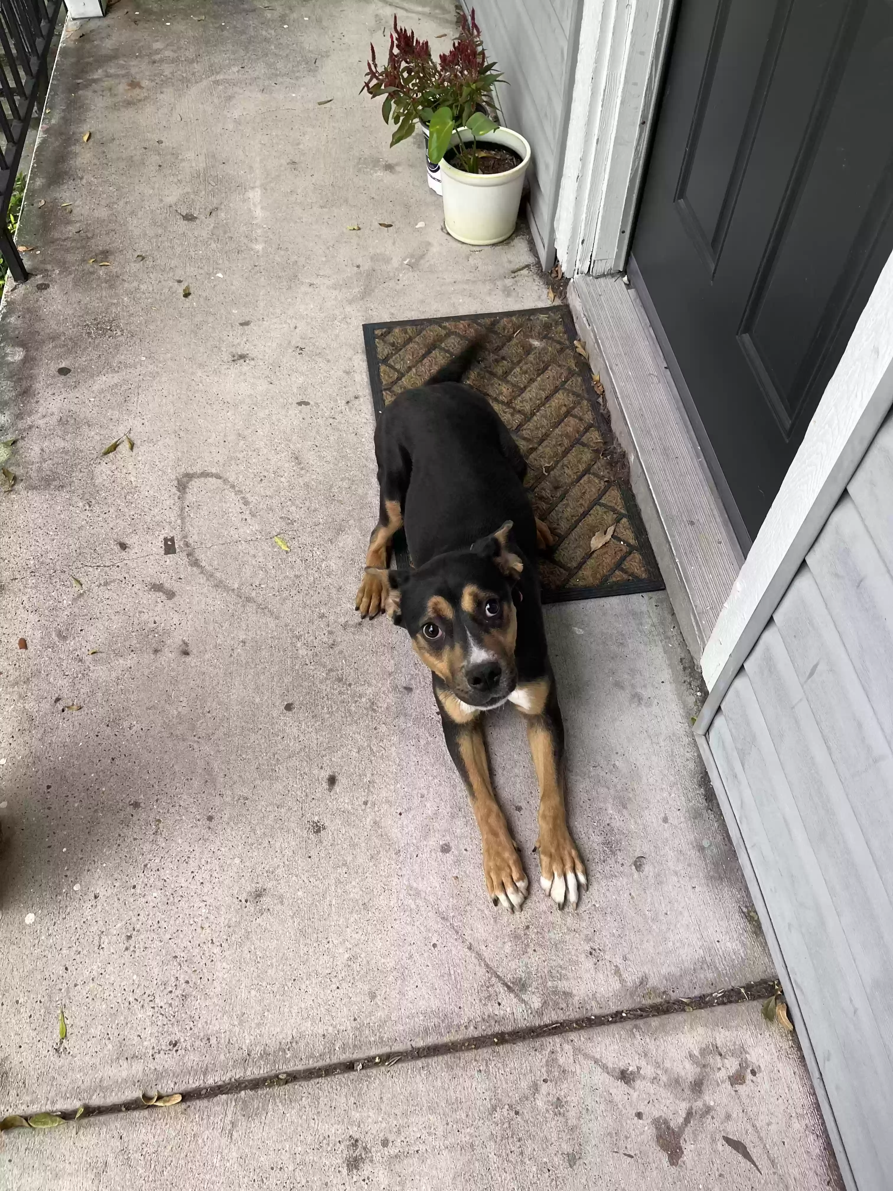 adoptable Dog in Corpus Christi,TX named Riley