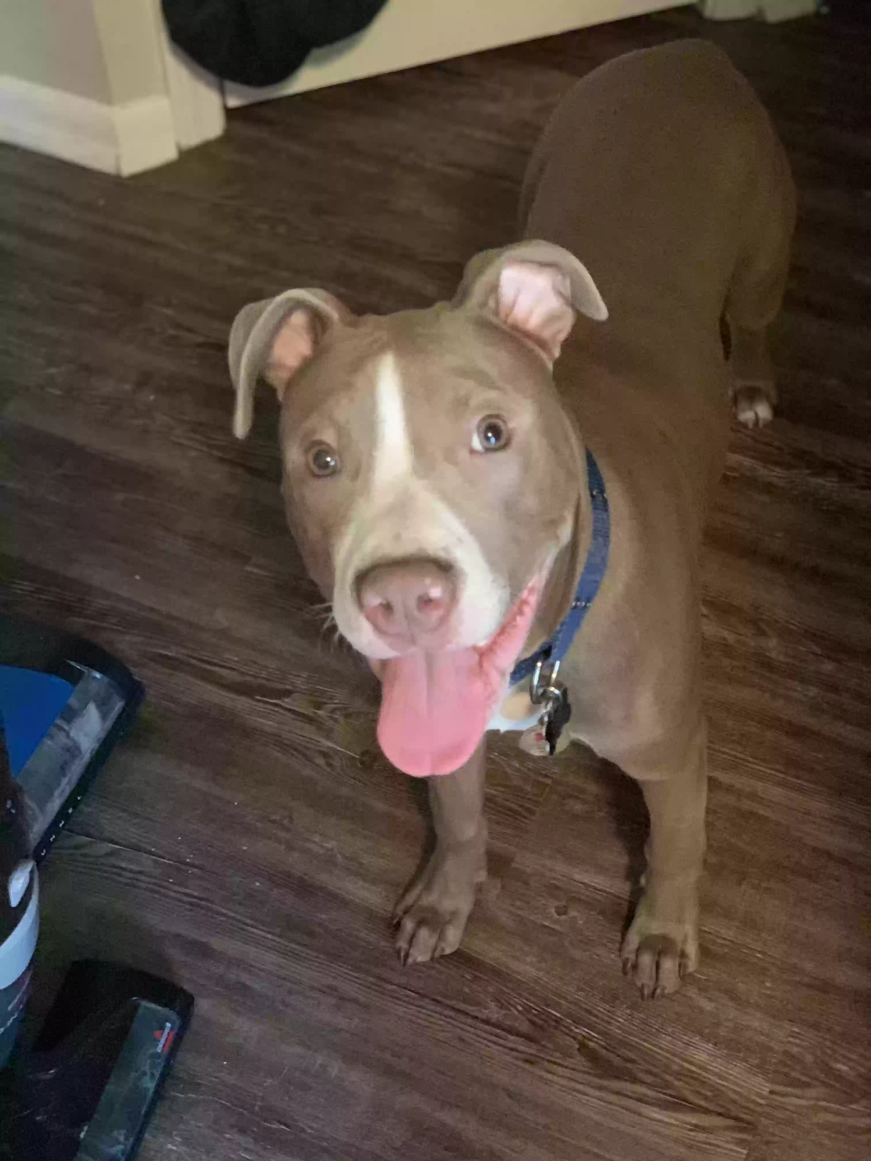adoptable Dog in Conroe,TX named Diesel