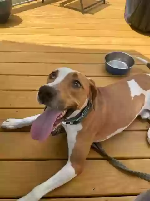 adoptable Dog in Raleigh,NC named Nikko