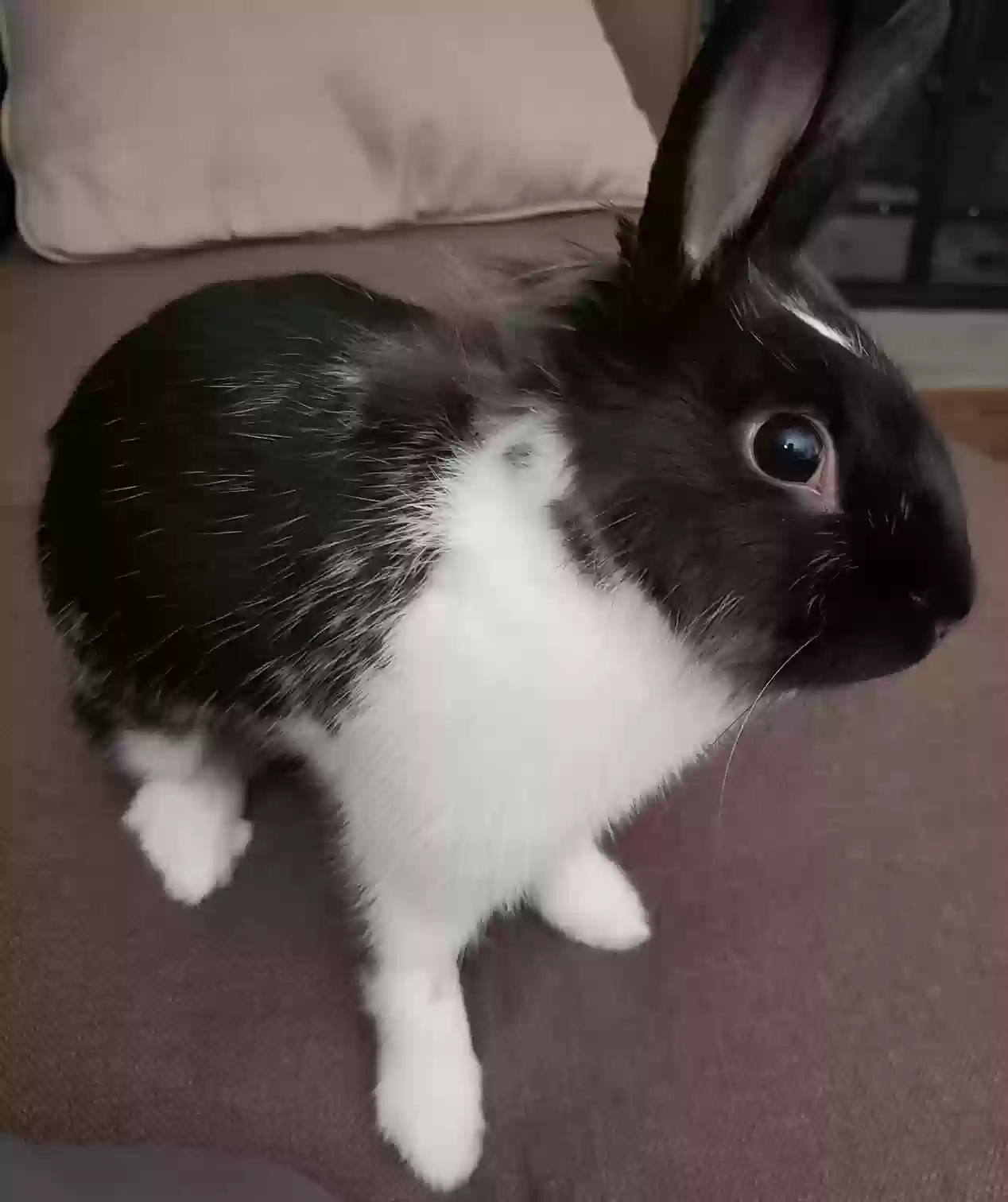 adoptable in Sussex,NJ named Oreo and Coco